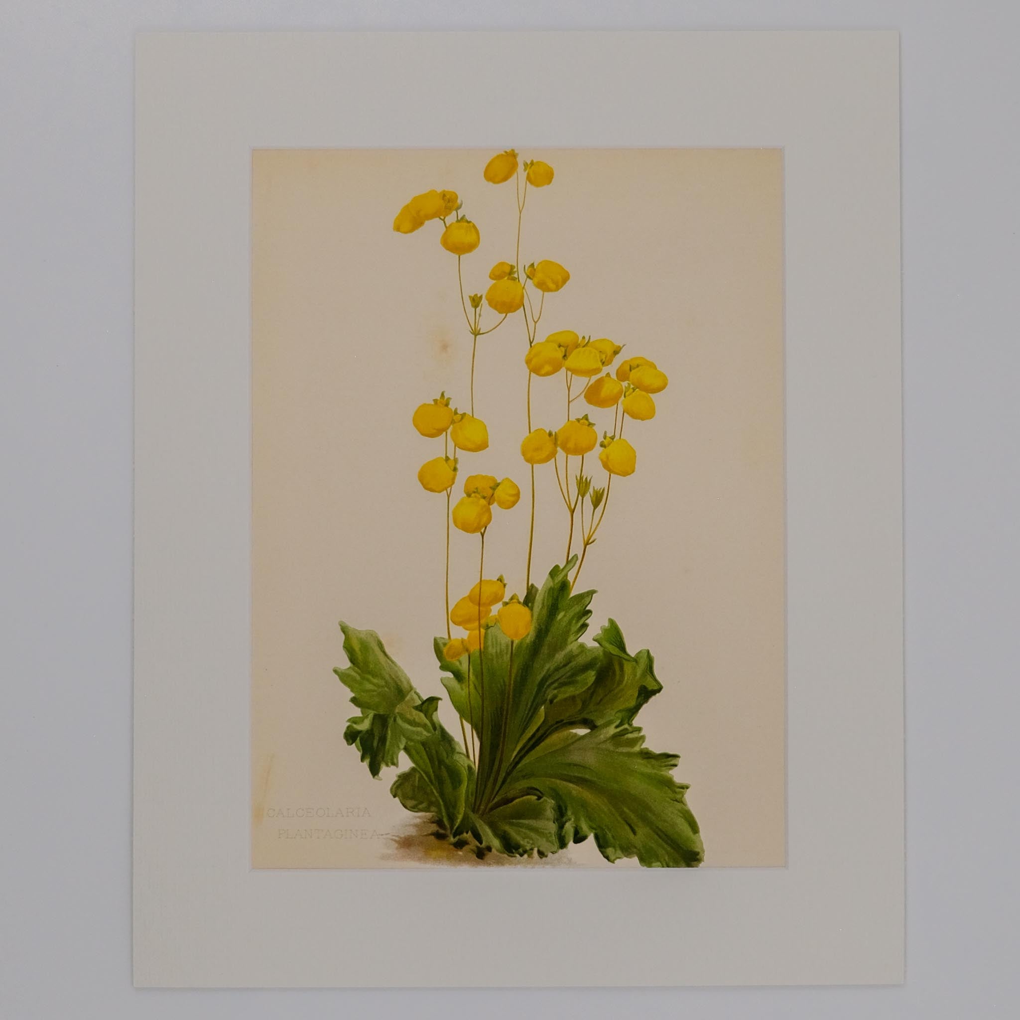 CALCEOLARIA PLANTAGINEA, FROM: FLORA & SYLVA