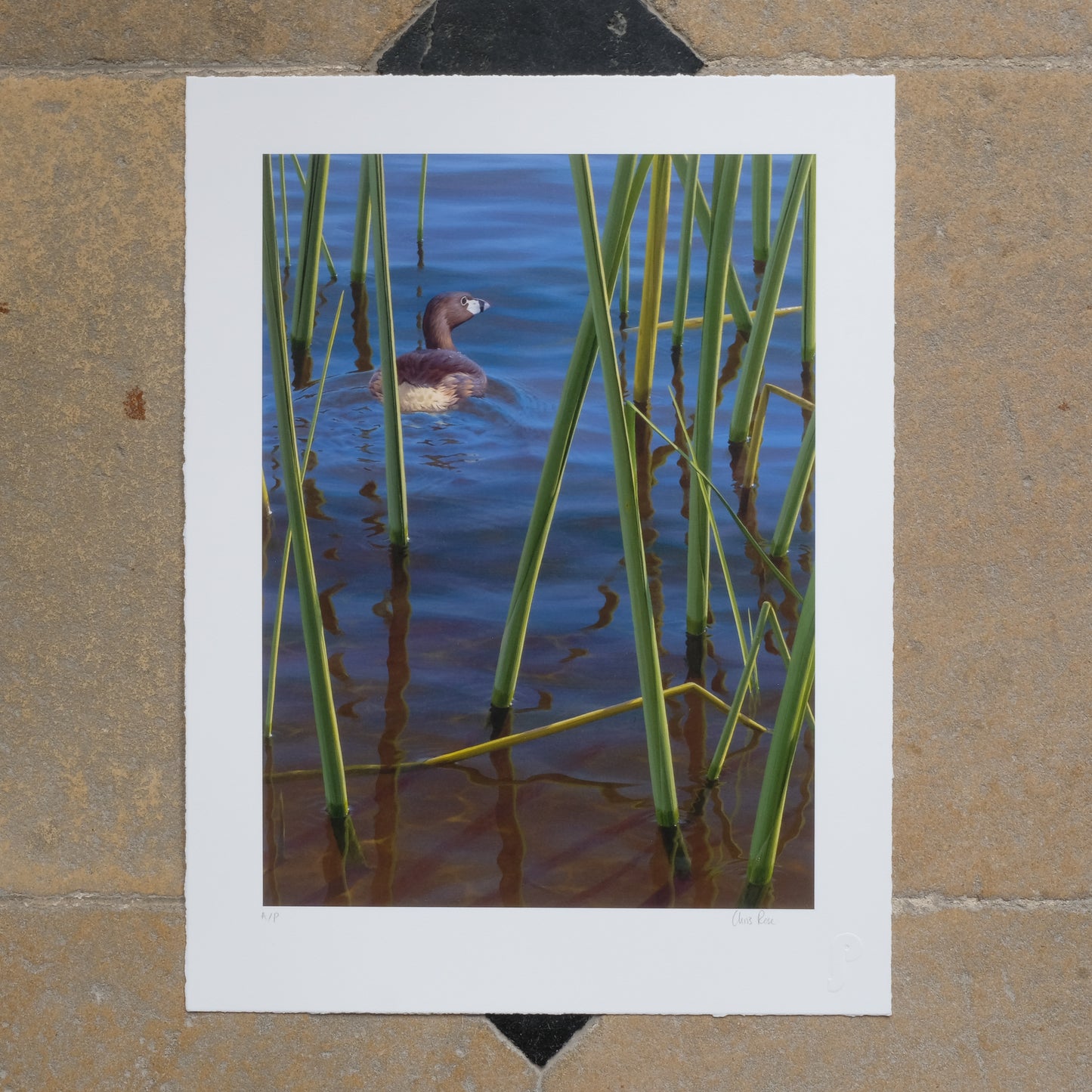 Chris Rose Vintage Giclee Print - ATITLAN GREBE - Signed in Pencil. Summerfield & Scott
