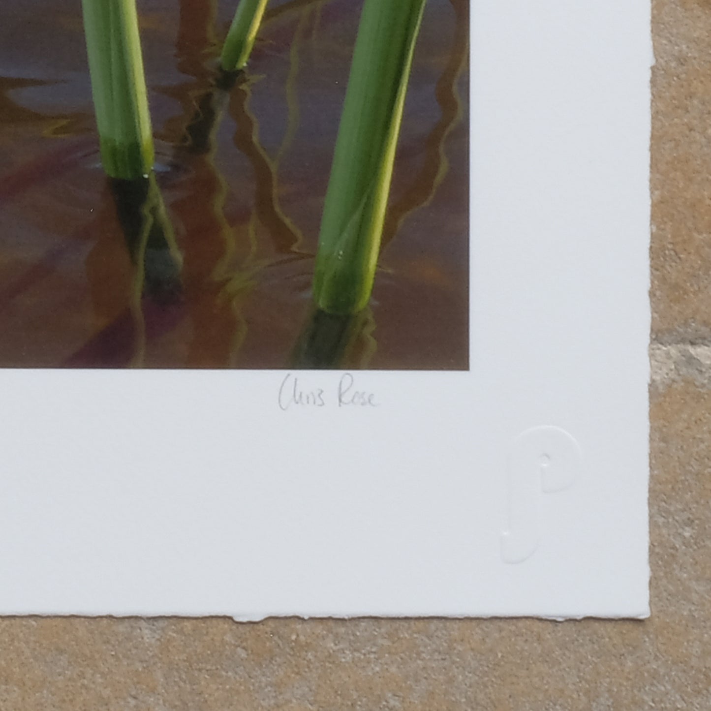 Signature on Chris Rose Vintage Giclee Print - ATITLAN GREBE - Signed in Pencil. Summerfield & Scott