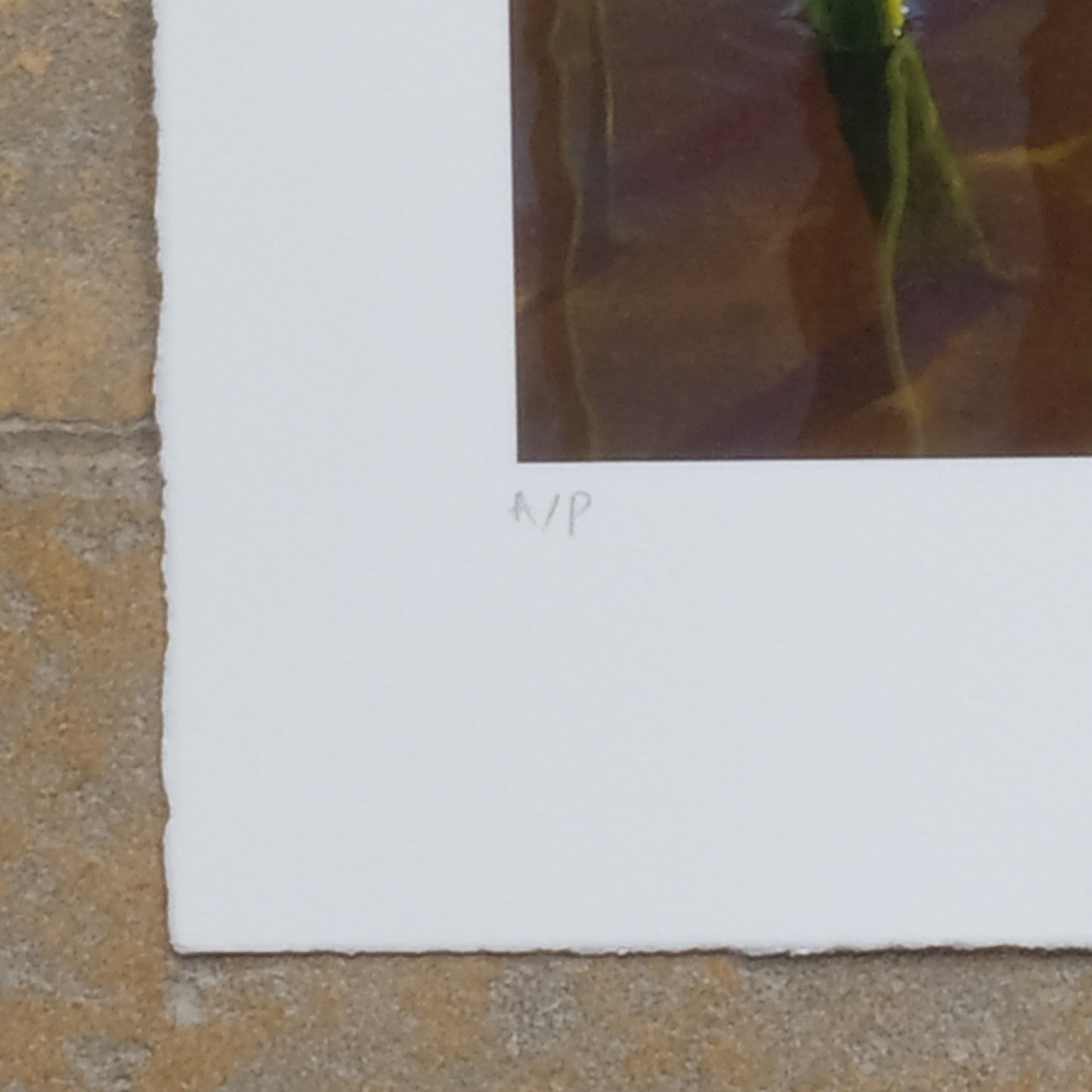 Artist Proof, Limited Edition Chris Rose Vintage Giclee Print - ATITLAN GREBE - Signed in Pencil. Summerfield & Scott