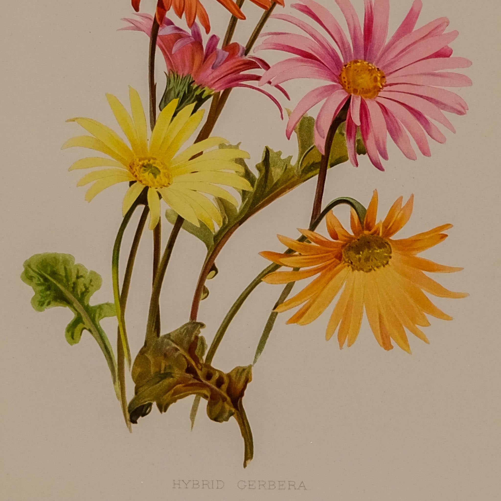 HYBRID CERBERA, FROM: FLORA & SYLVA