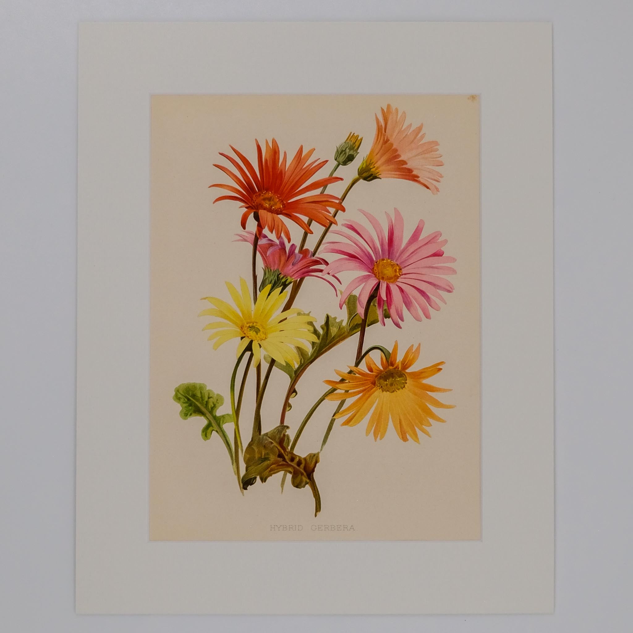 HYBRID CERBERA, FROM: FLORA & SYLVA