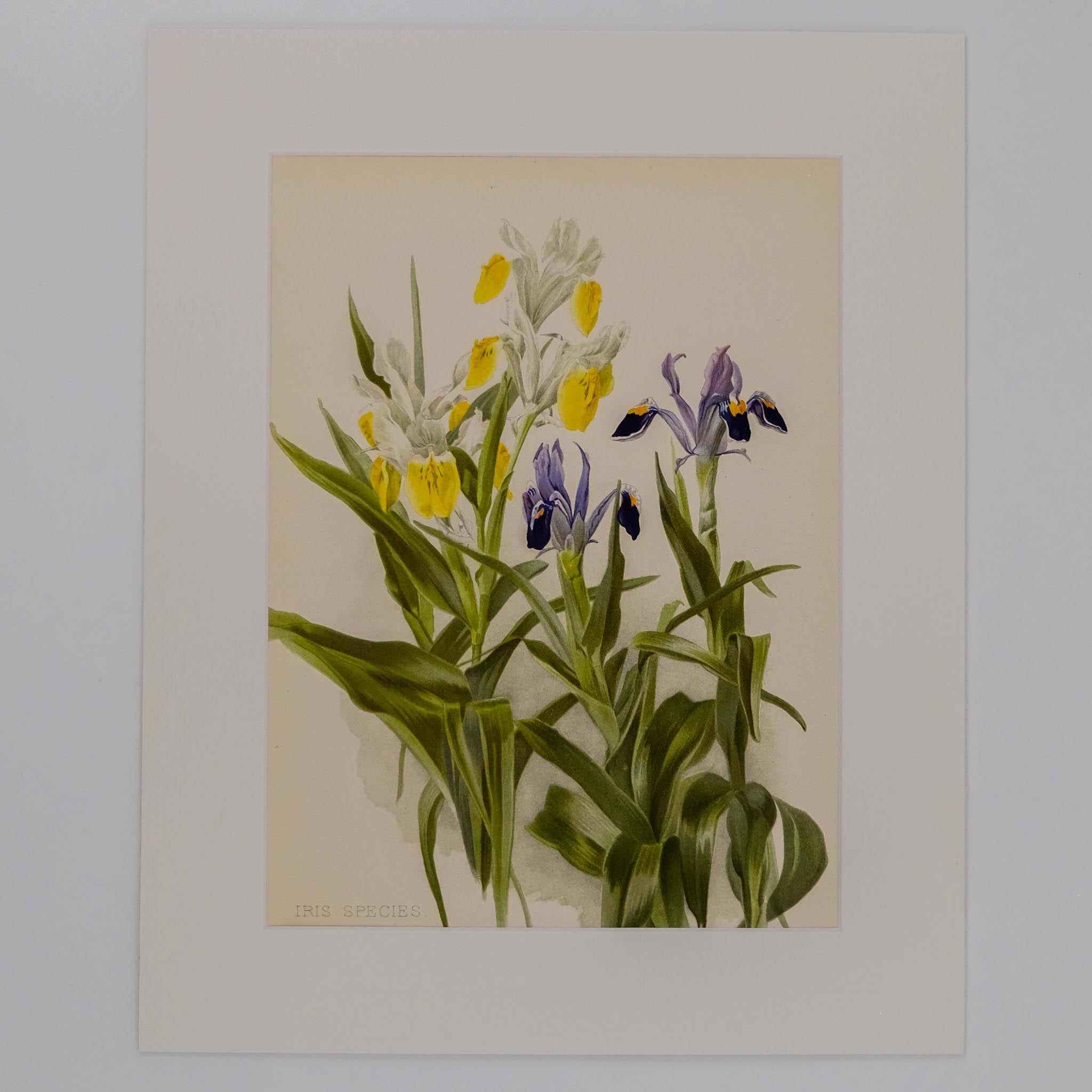 IRIS SPECIES, FROM: FLORA & SYLVA