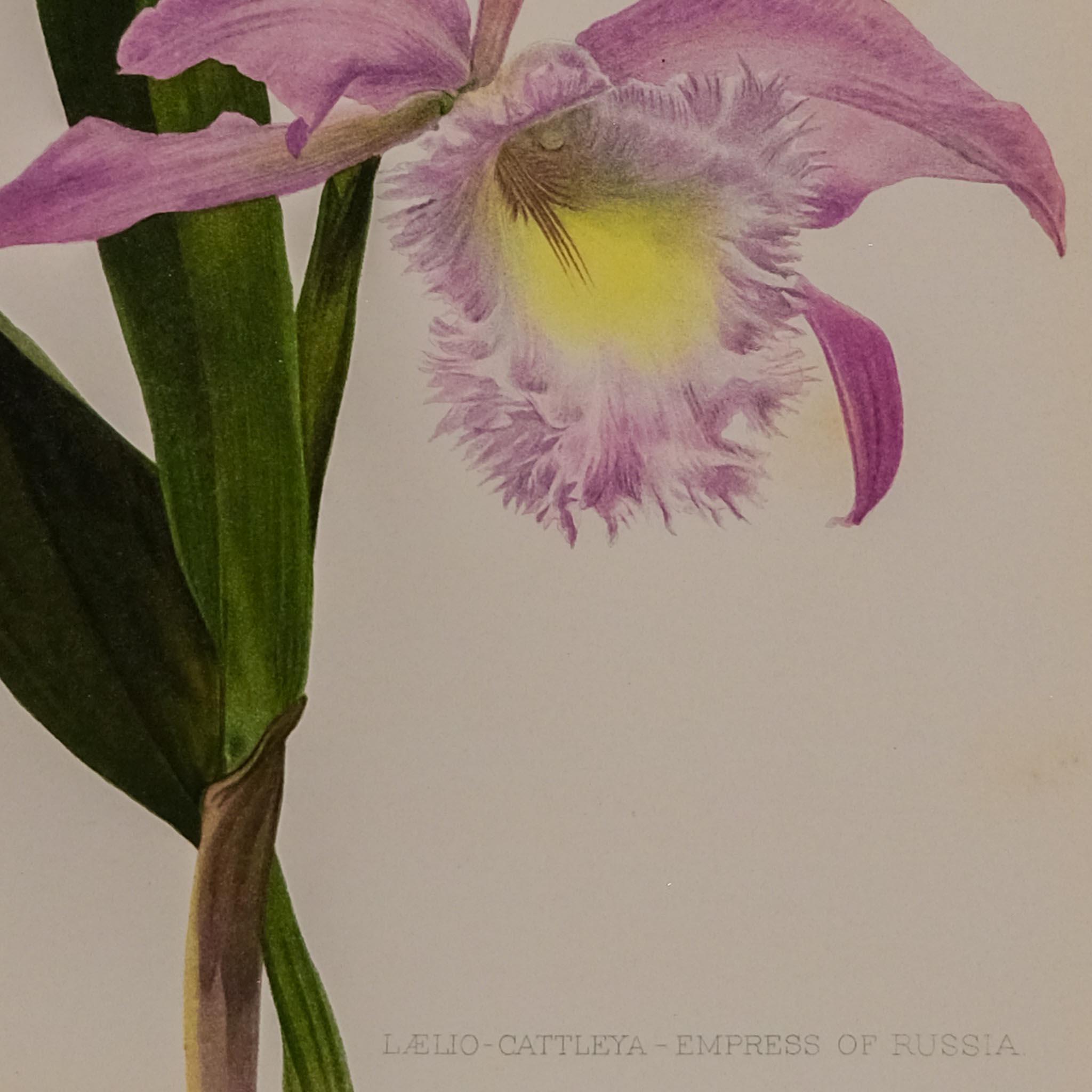 LAELIO CATTLEYA EMPRESS OF RUSSIA, FROM: FLORA & SYLVA