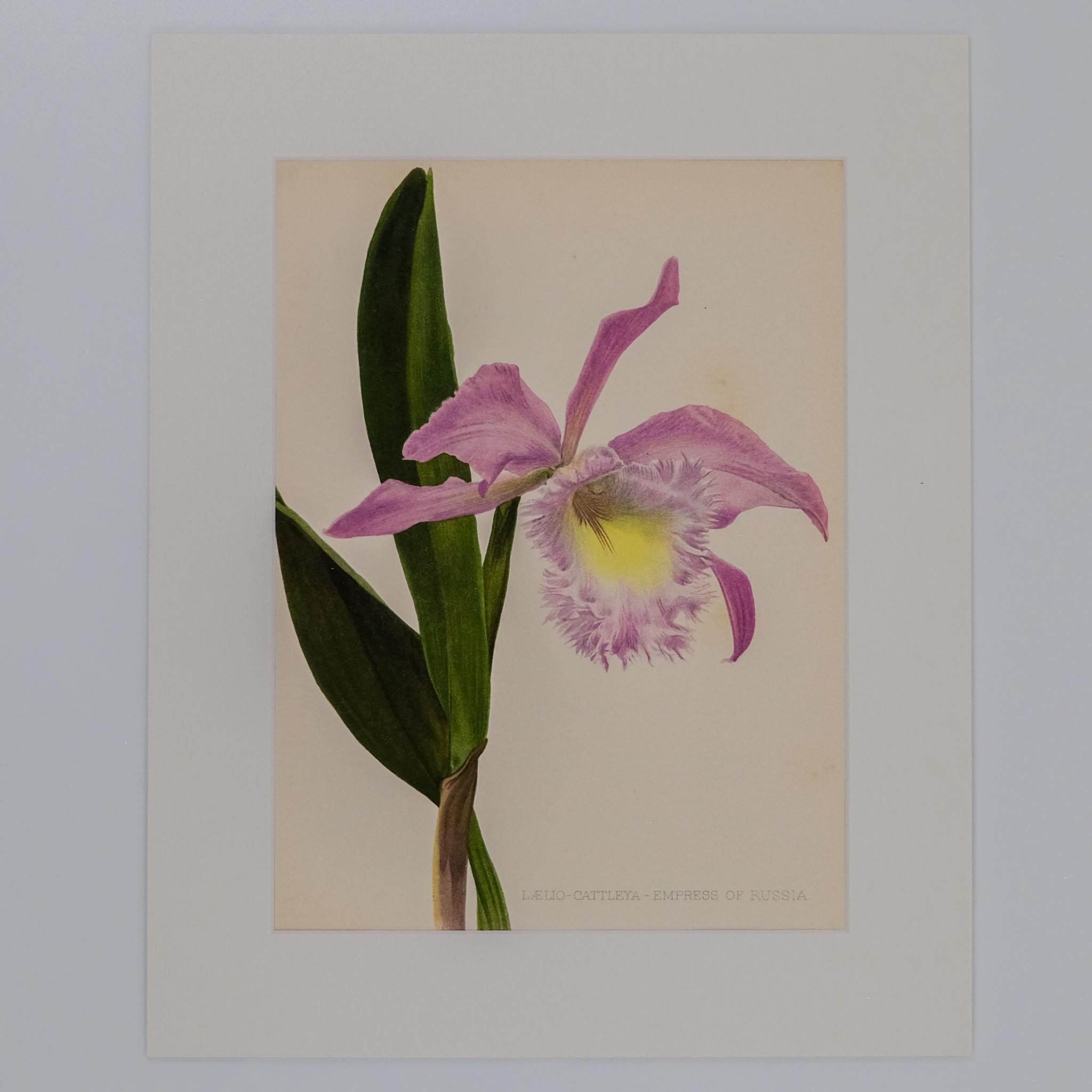 LAELIO CATTLEYA EMPRESS OF RUSSIA, FROM: FLORA & SYLVA