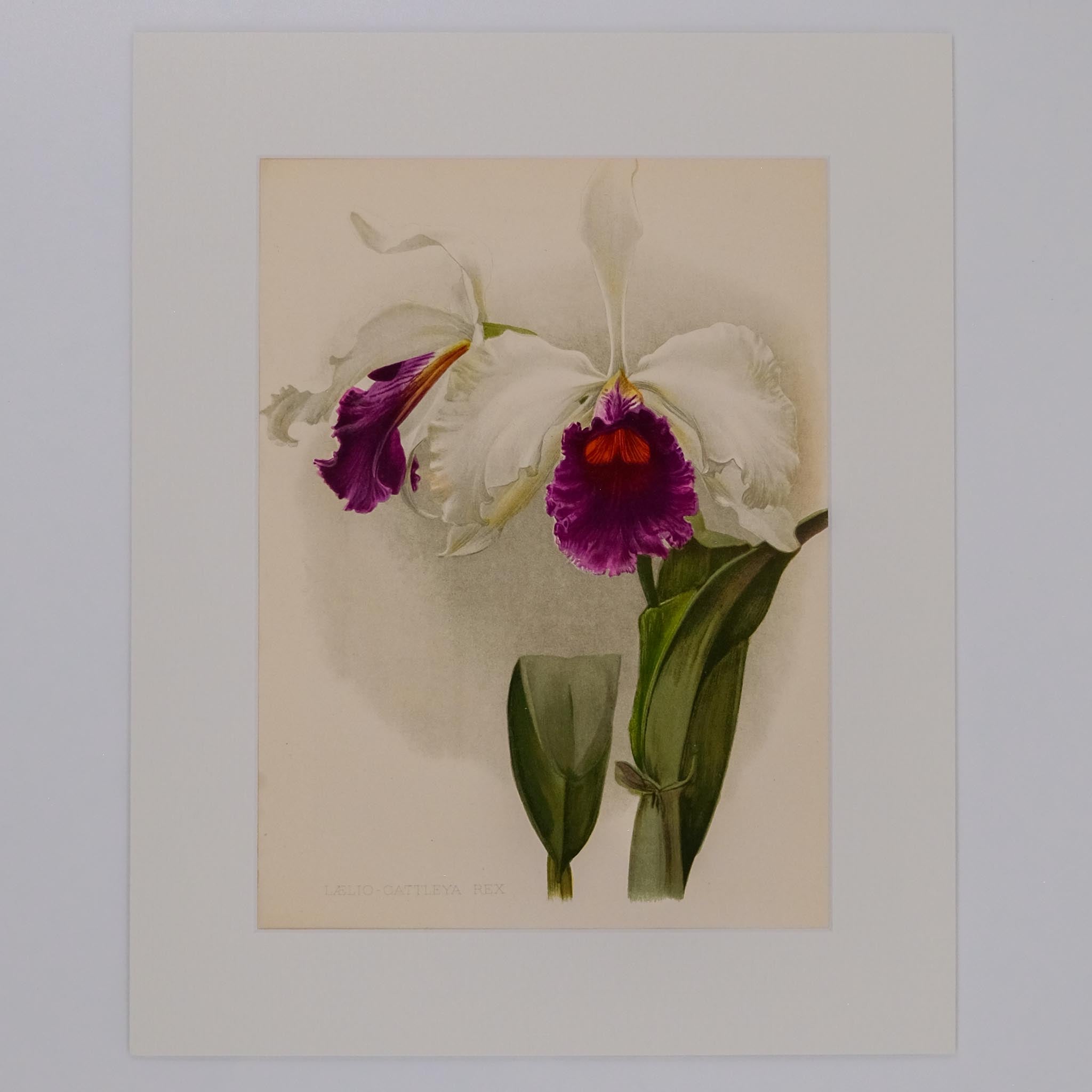 LAELIO CATTLEYA REX, FROM: FLORA & SYLVA