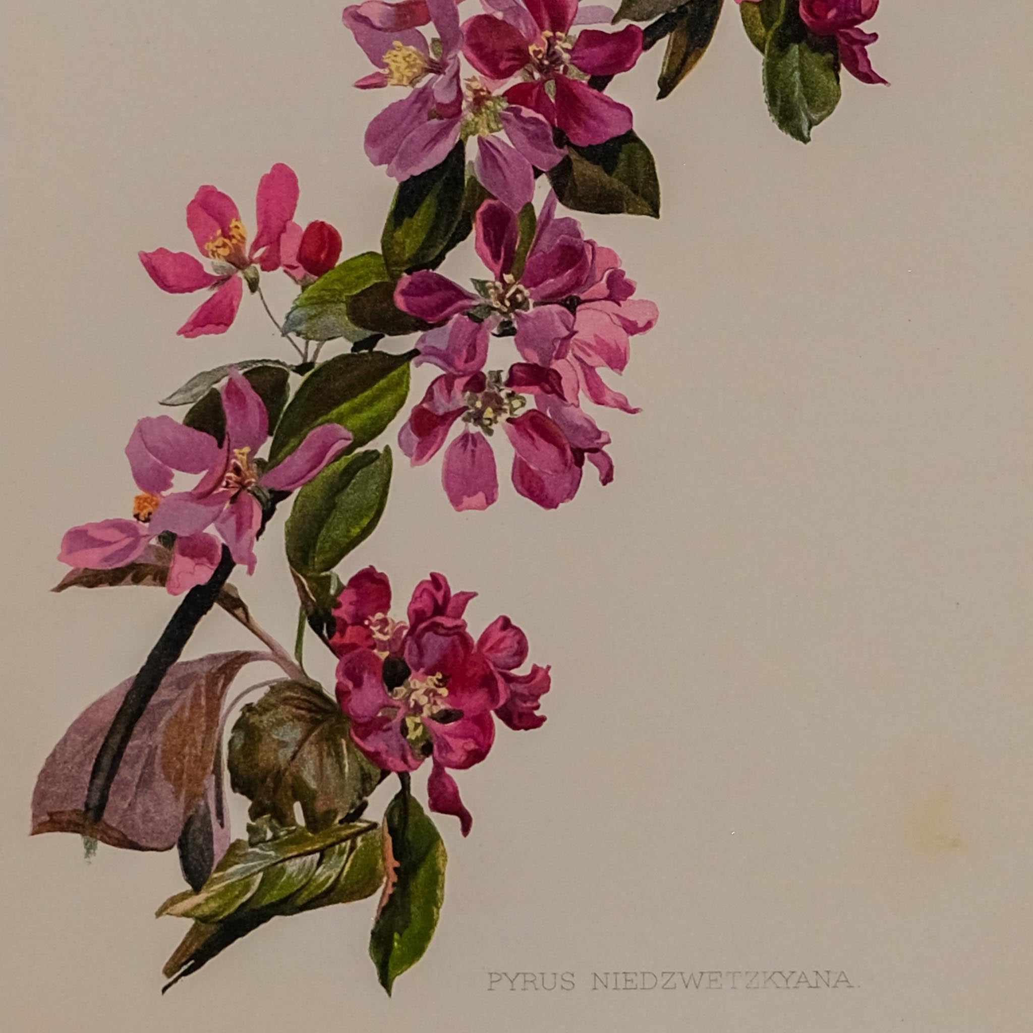 PYRUS NIEDZWETZKYANA, FROM: FLORA & SYLVA