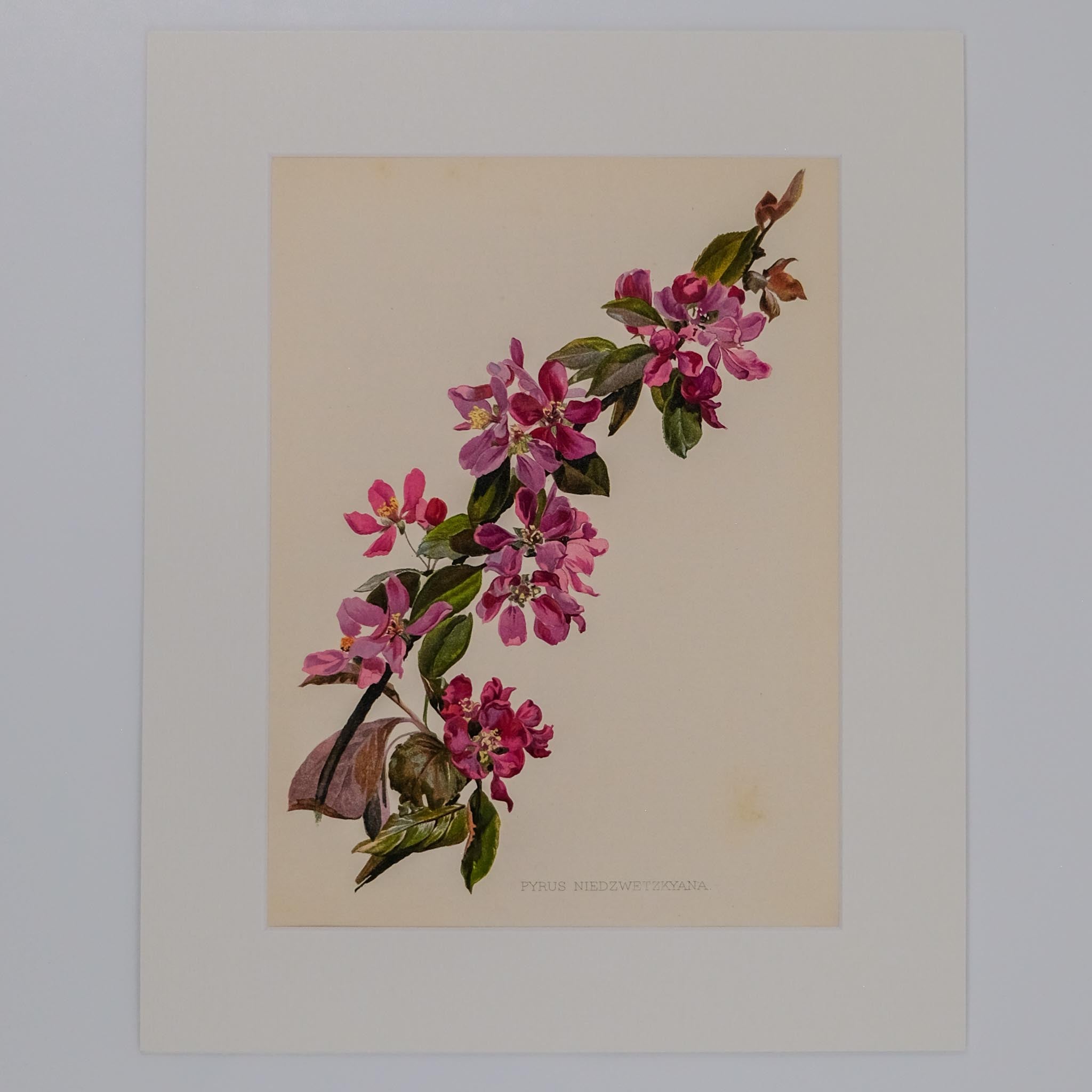 PYRUS NIEDZWETZKYANA, FROM: FLORA & SYLVA