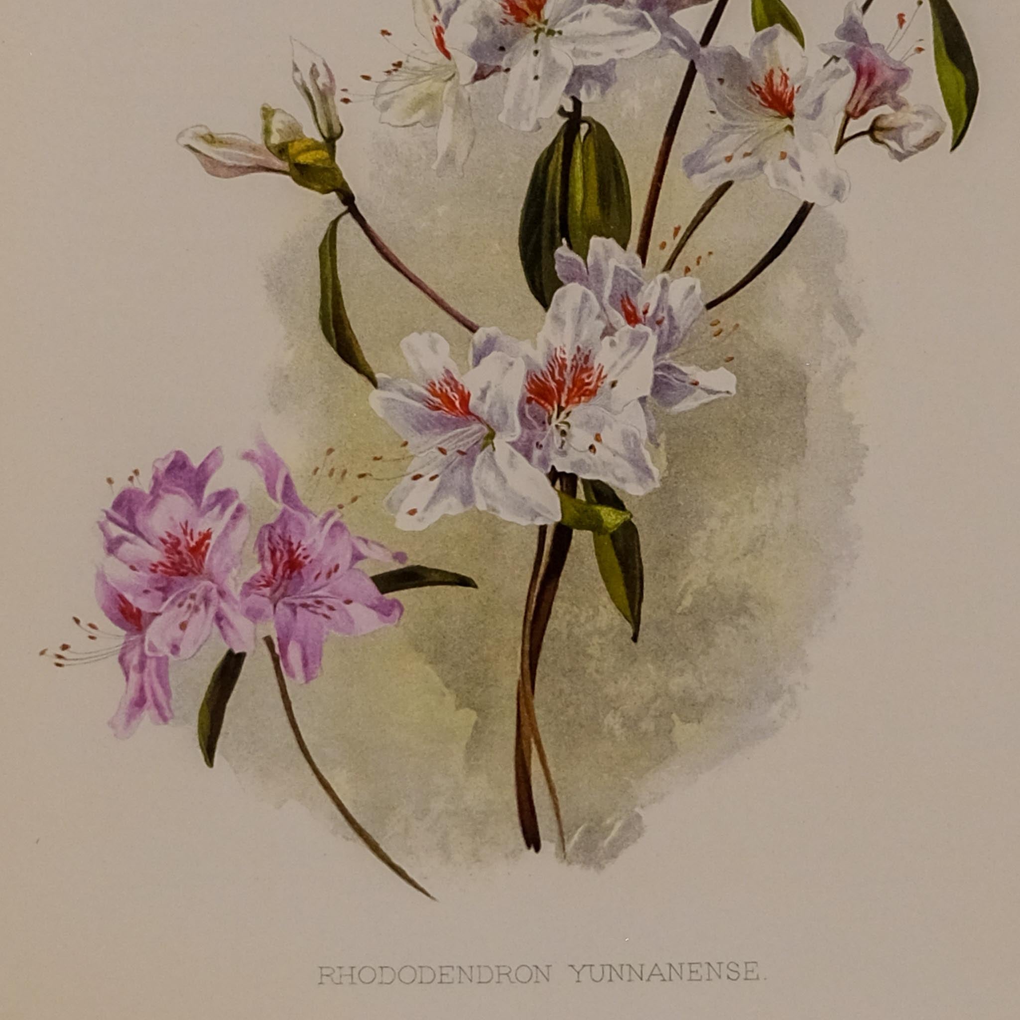 RHODODENDRON YUNNANENSE, FROM: FLORA & SYLVA