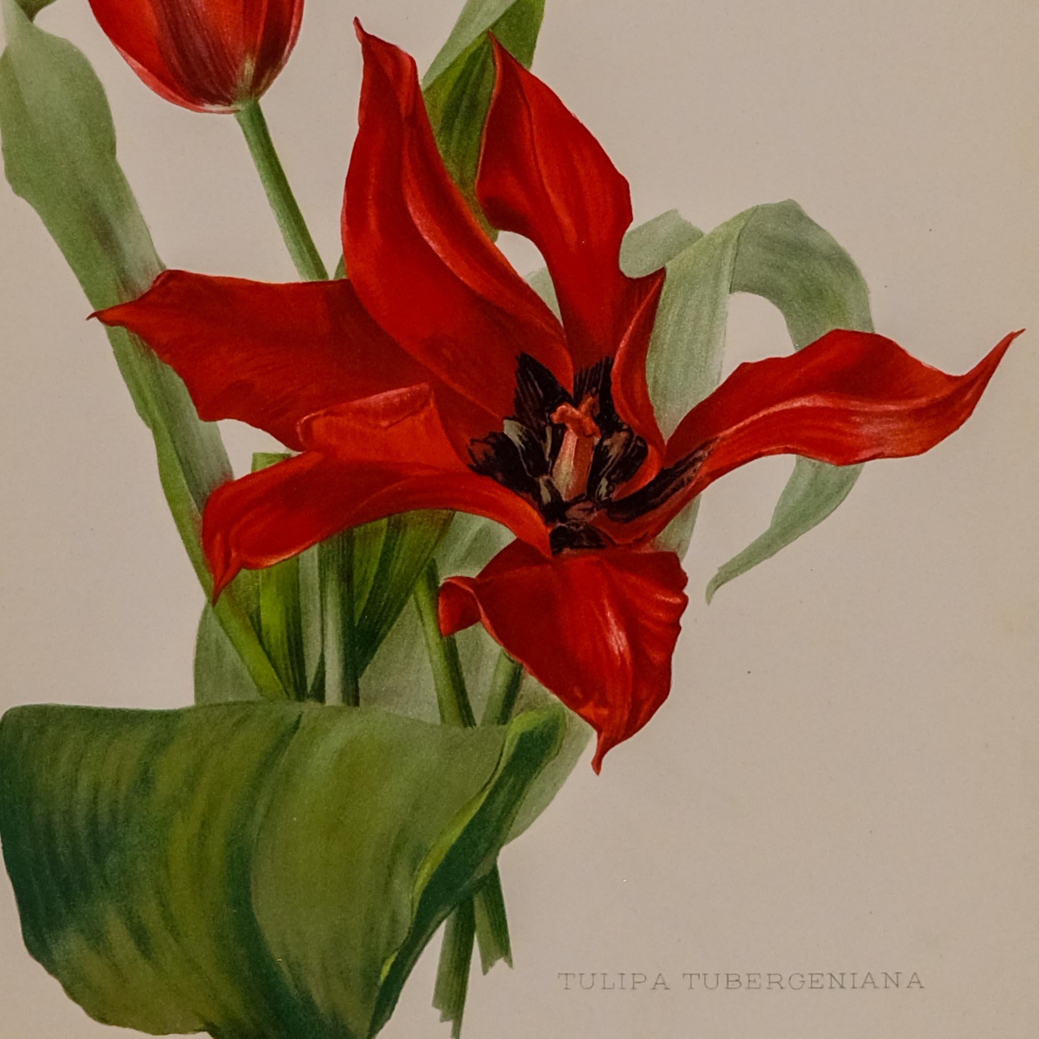 TULIPA TUBERGENIANA, FROM: FLORA & SYLVA