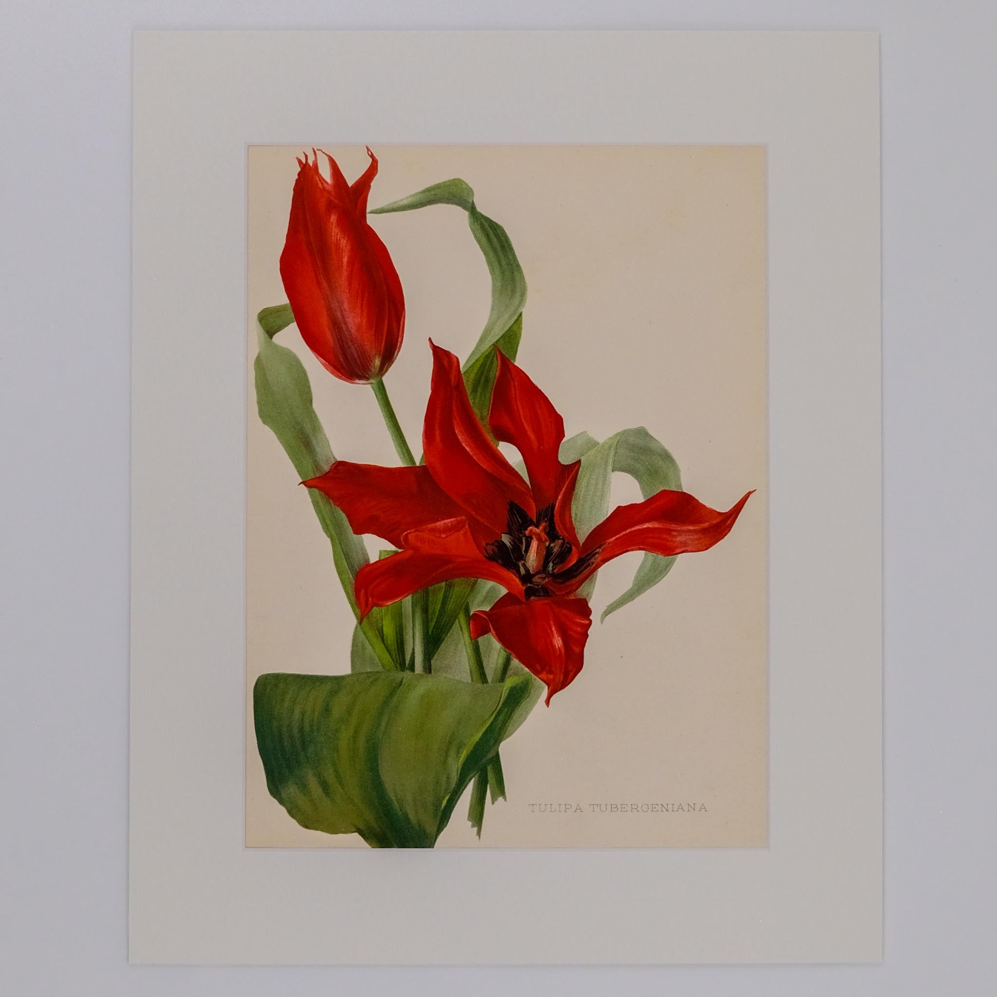 TULIPA TUBERGENIANA, FROM: FLORA & SYLVA