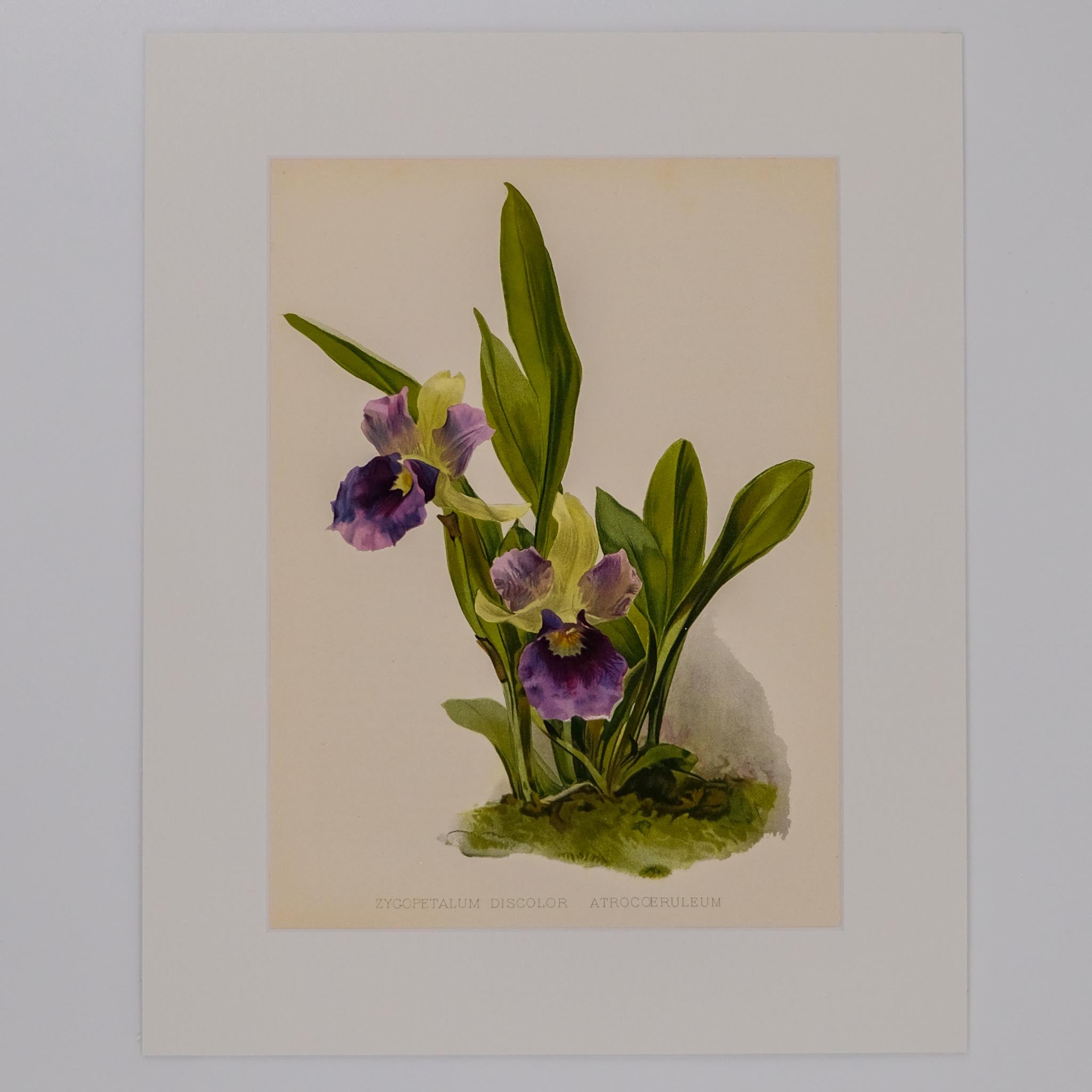 ZYGOPETALUM DISCOLOR ATROCOERULEUM, FROM: FLORA & SYLVA