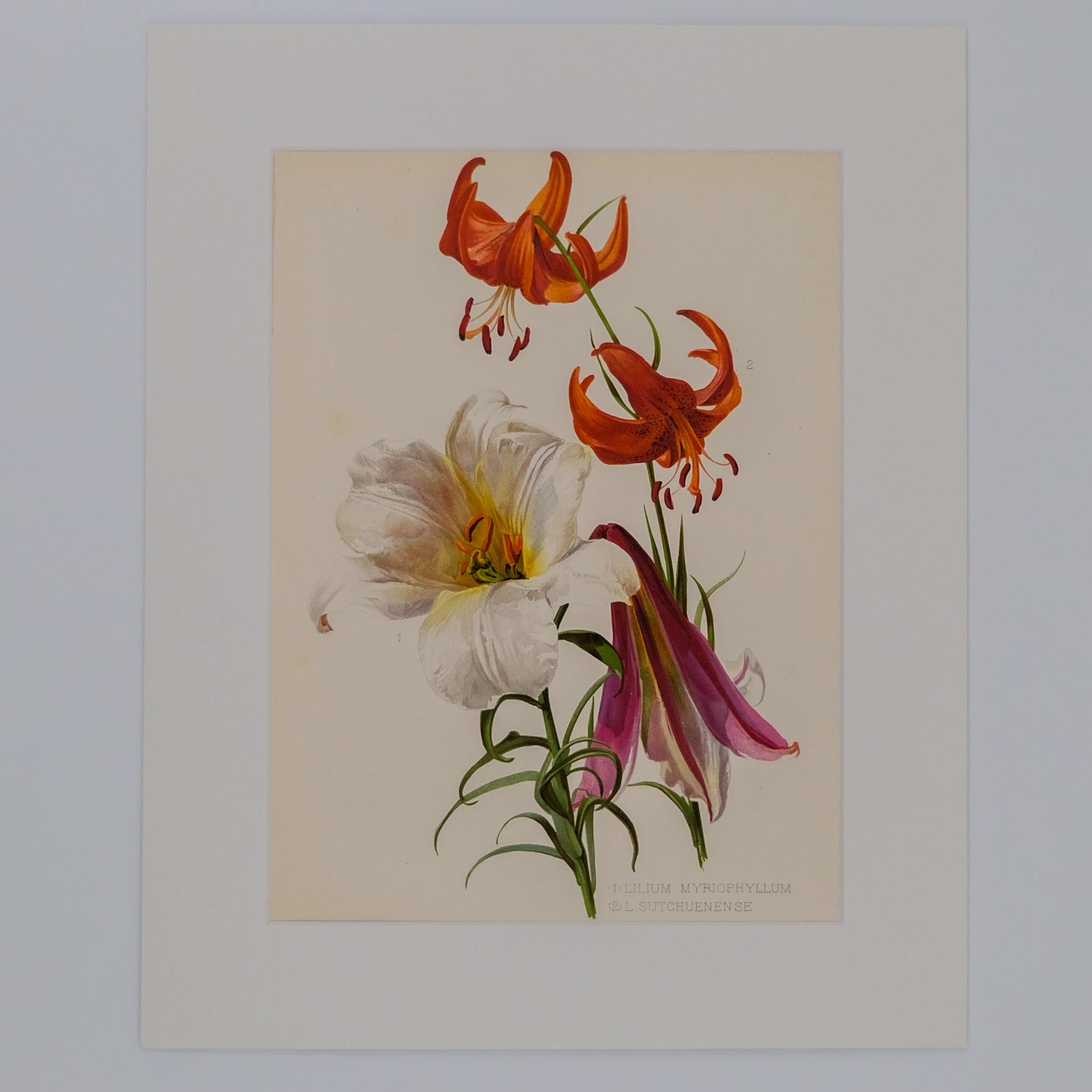 (1) LILIUM MYROPHYLLUM (2) L. SUTCHUENENSE, FROM: FLORA & SYLVA