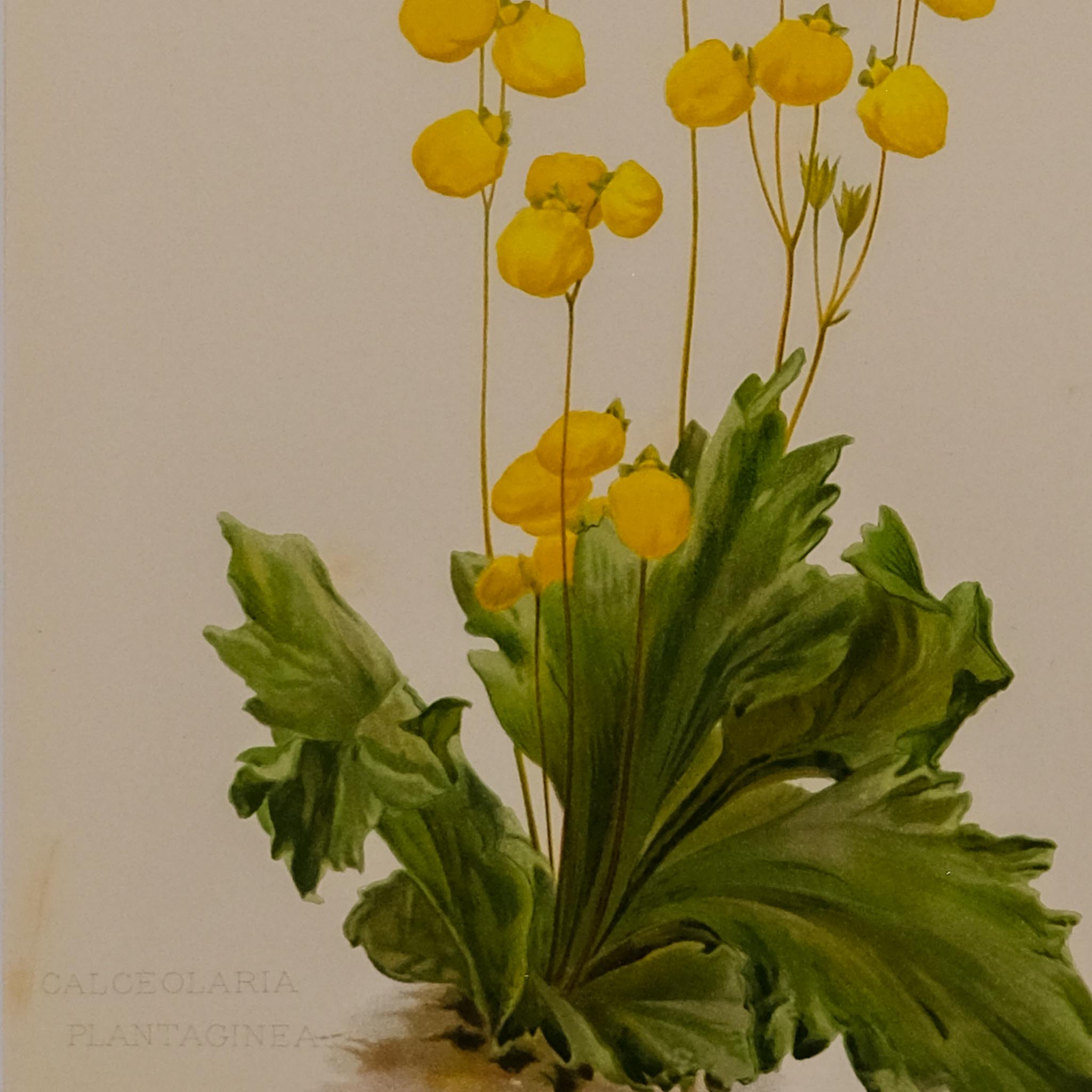 CALCEOLARIA PLANTAGINEA, FROM: FLORA & SYLVA