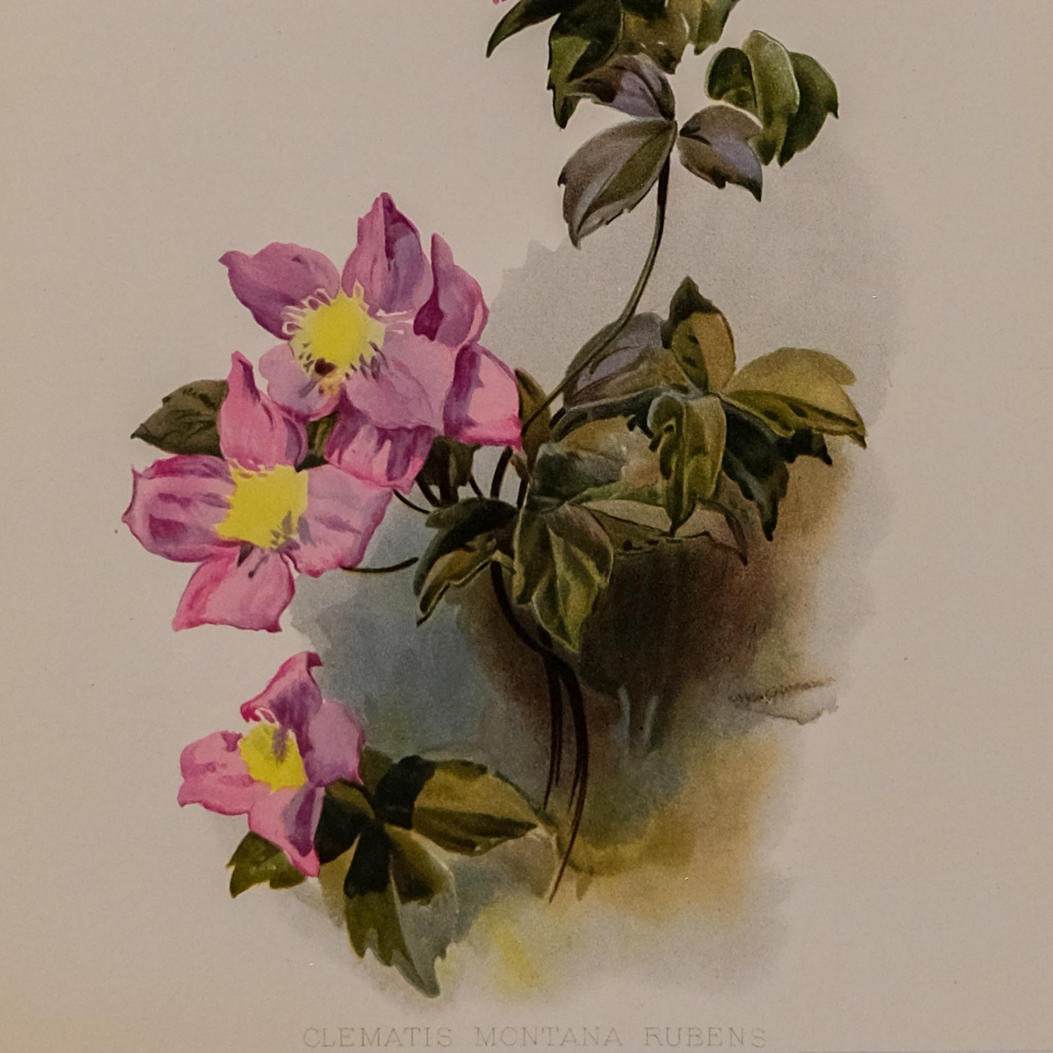 CLEMATIS MONTANA RUBENS, FROM: FLORA & SYLVA
