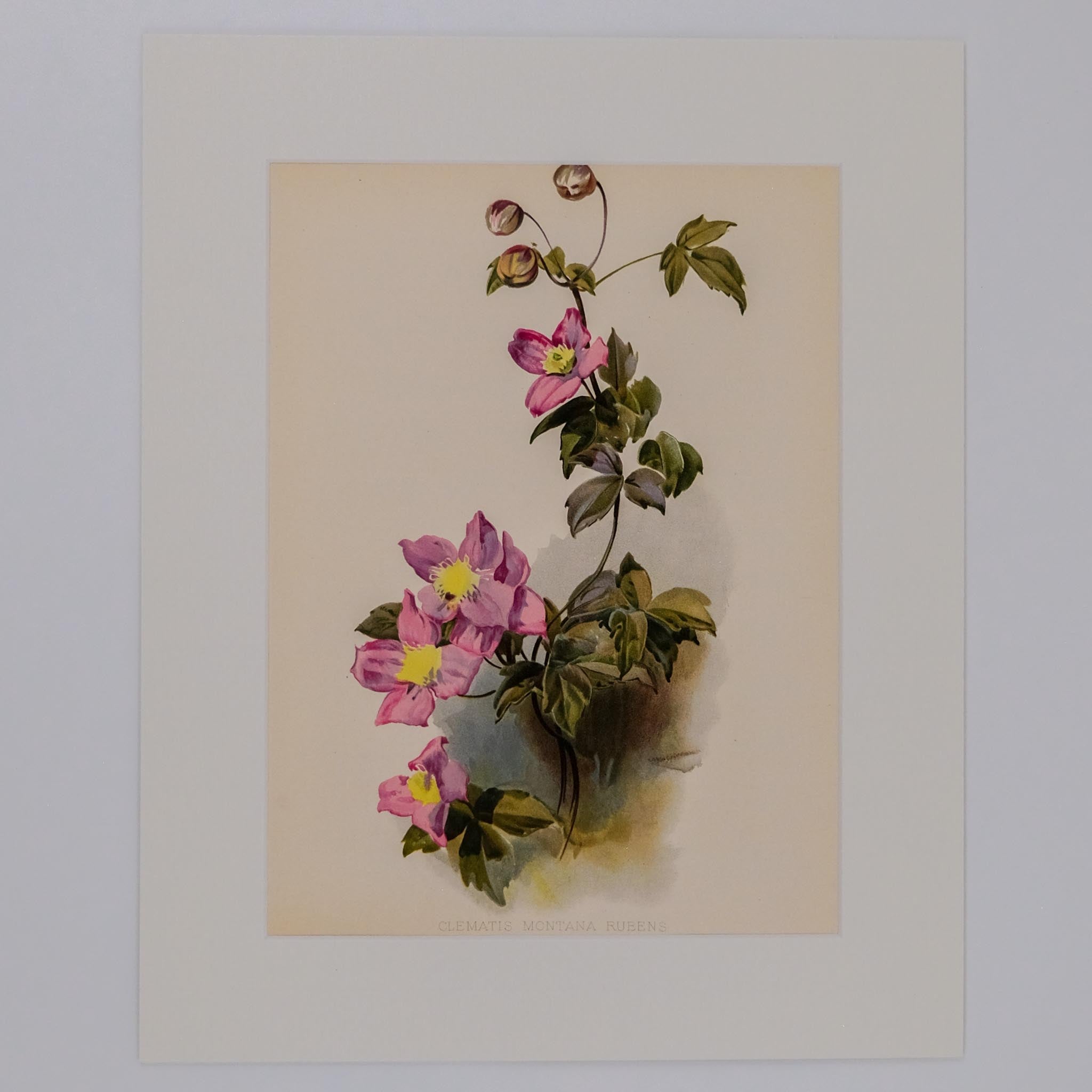 CLEMATIS MONTANA RUBENS, FROM: FLORA & SYLVA