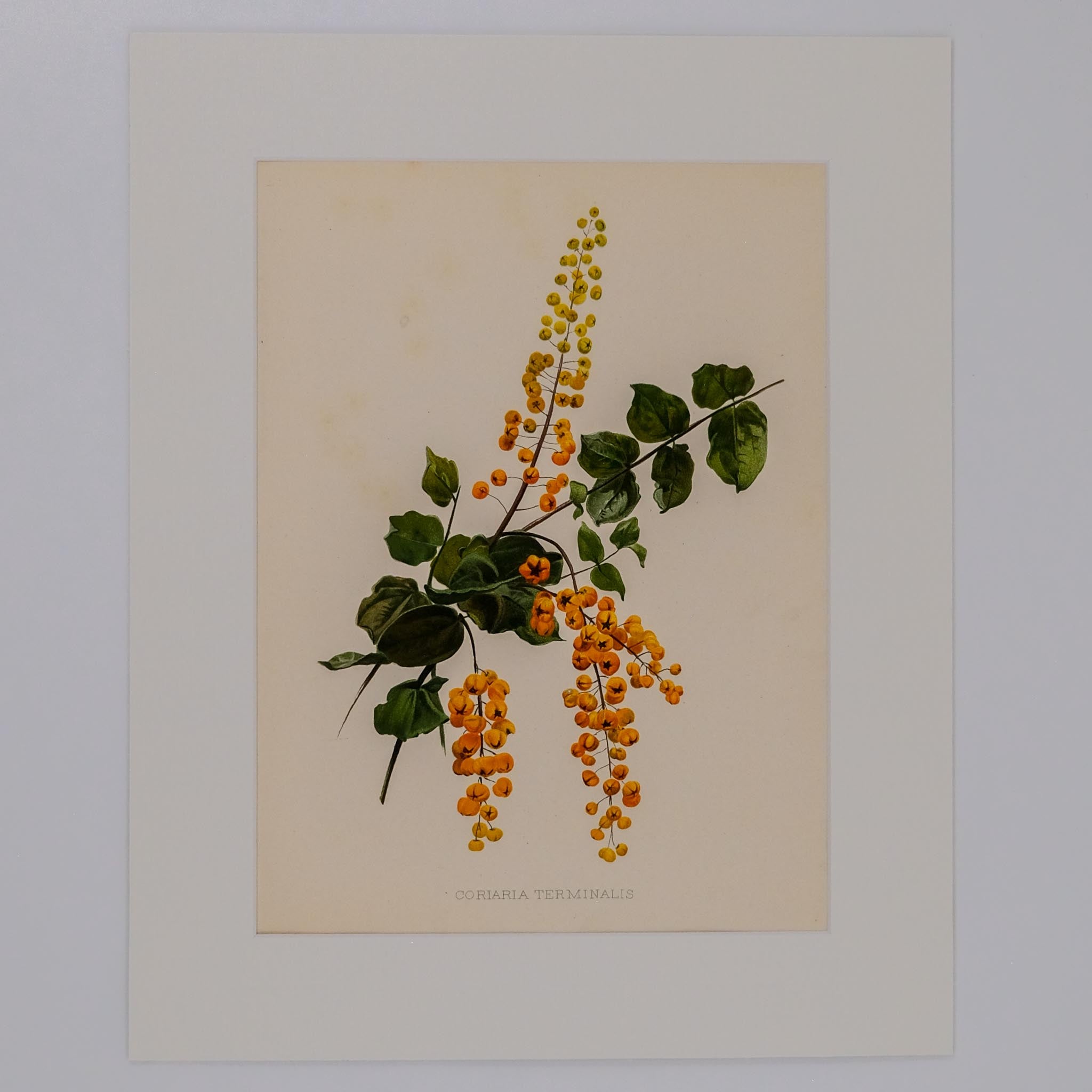 CORIARIA TERMINALIS, FROM: FLORA & SYLVA