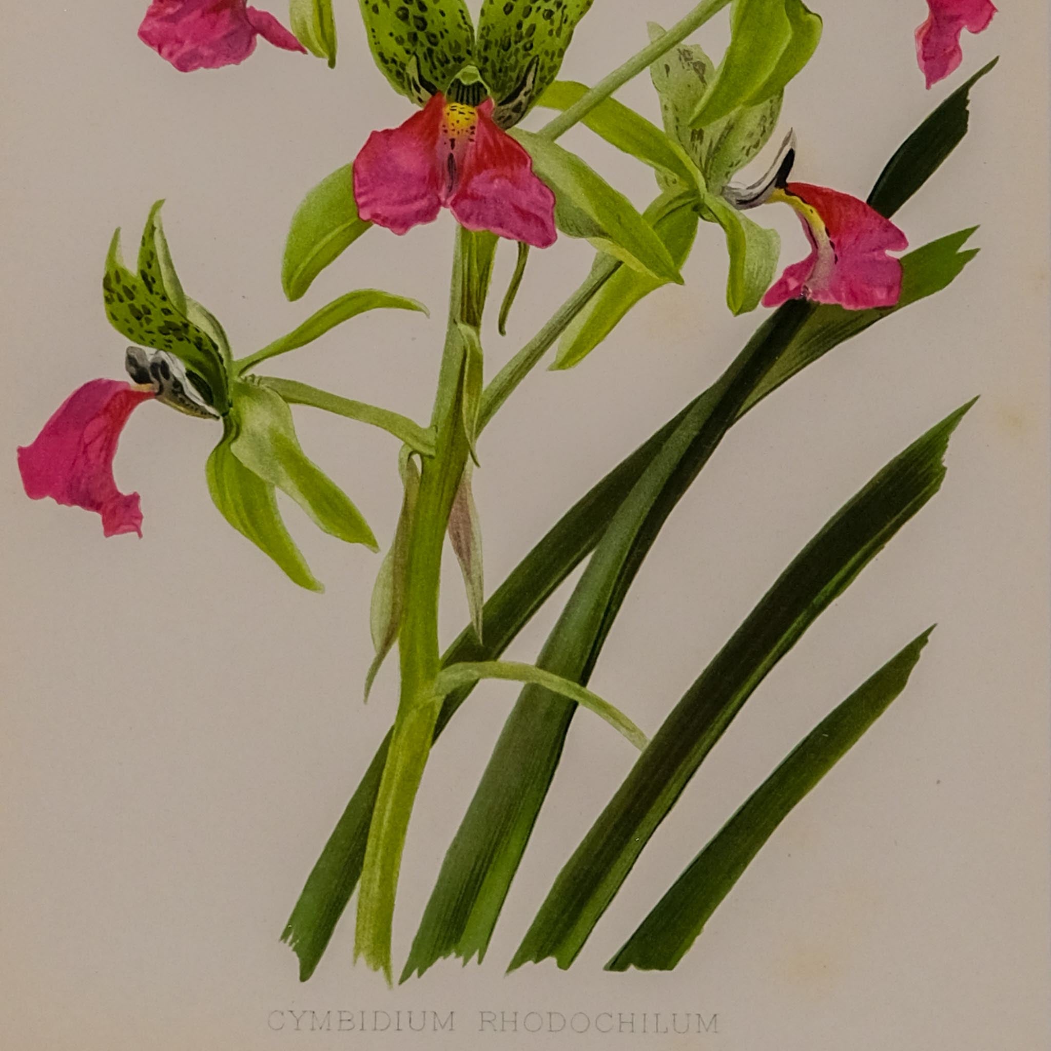 CYMBIDIUM RHODOCHILUM, FROM: FLORA & SYLVA