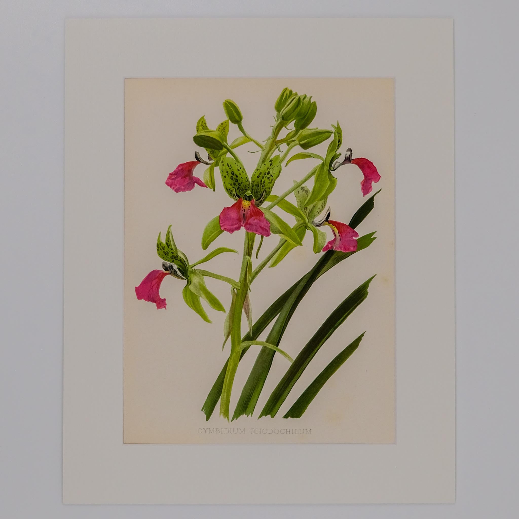 CYMBIDIUM RHODOCHILUM, FROM: FLORA & SYLVA