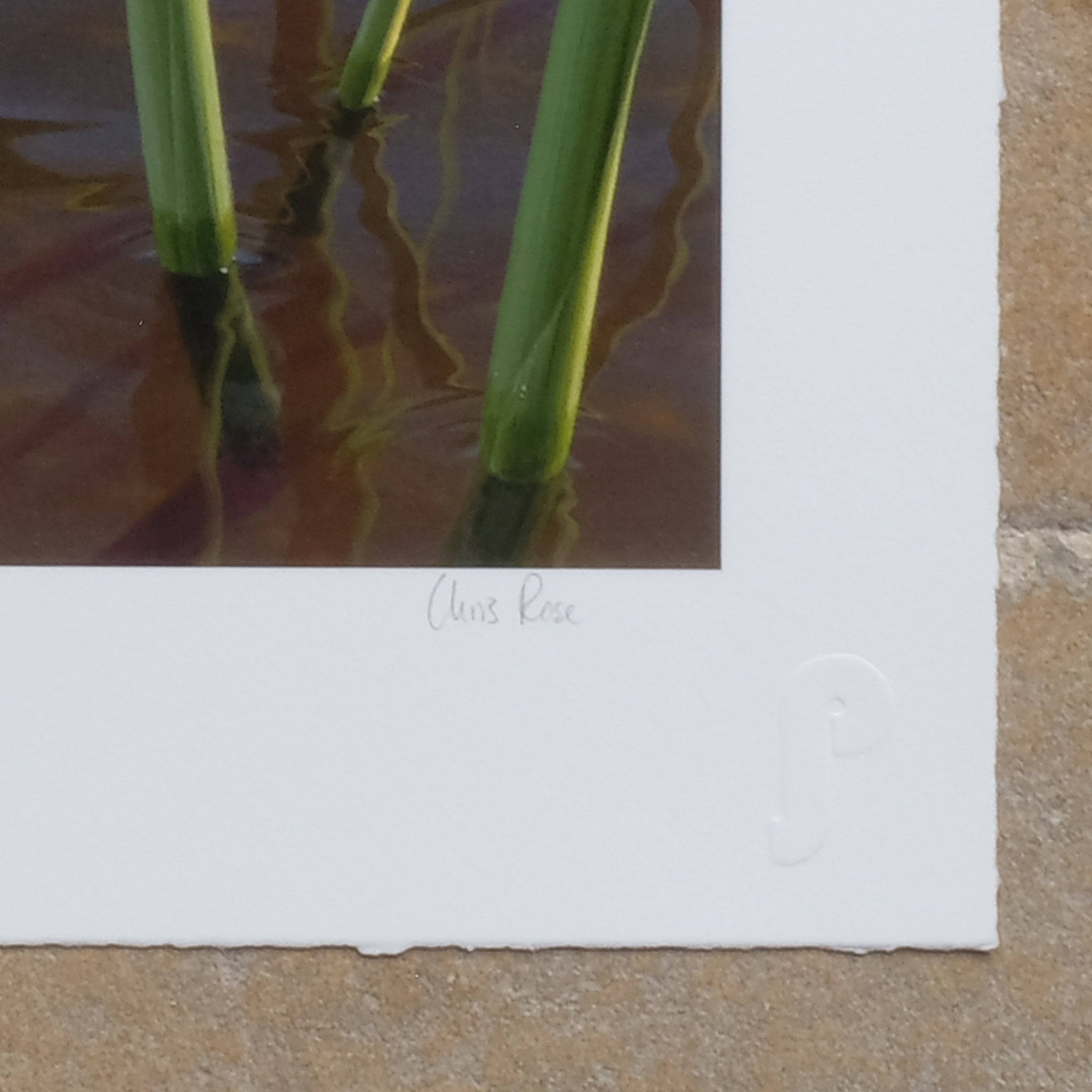 Signature on Chris Rose Vintage Giclee Print - ATITLAN GREBE - Signed in Pencil. Summerfield & Scott
