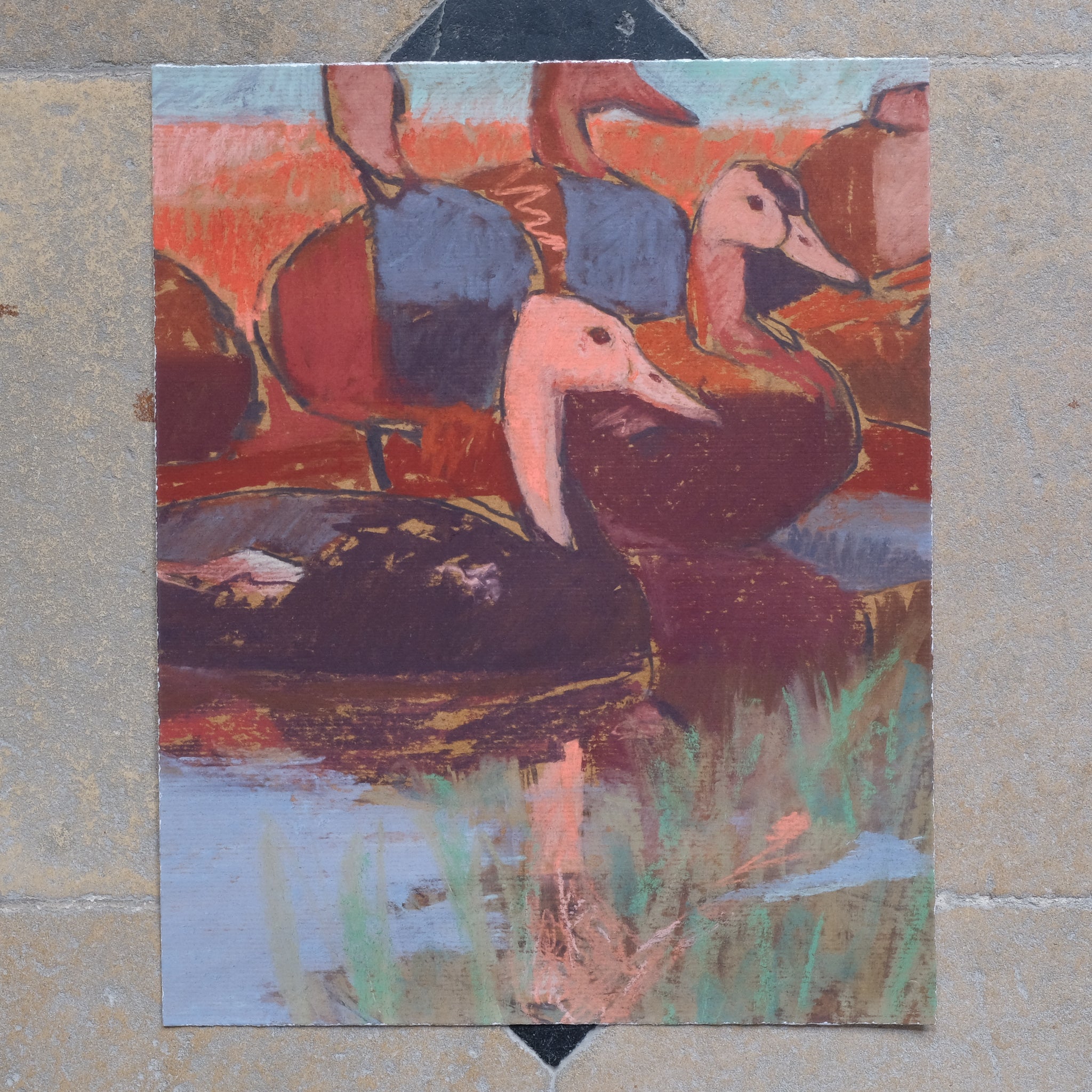 Dafila Scott Vintage Giclee Print - PINK HEADED DUCKS, Signed in Pencil. Summerfield & Scott