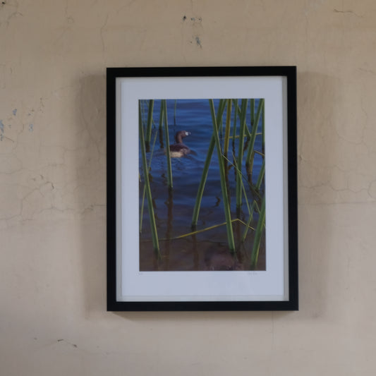 Chris Rose Vintage Giclee Print - ATITLAN GREBE - Signed in Pencil. Summerfield & Scott
