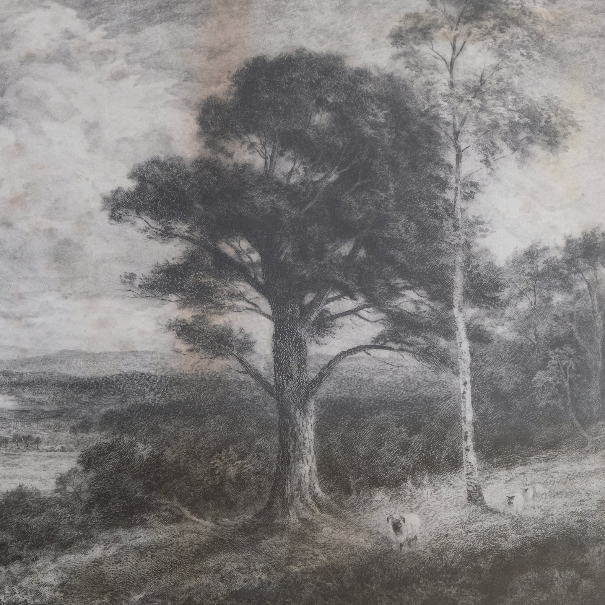 In Rothiemurchus Forest
