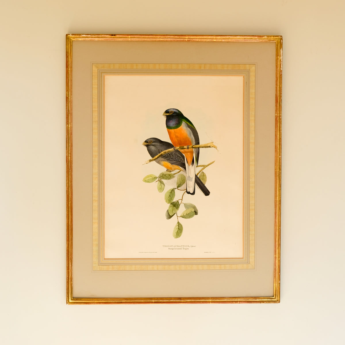 Trogon Aurantius, Spix