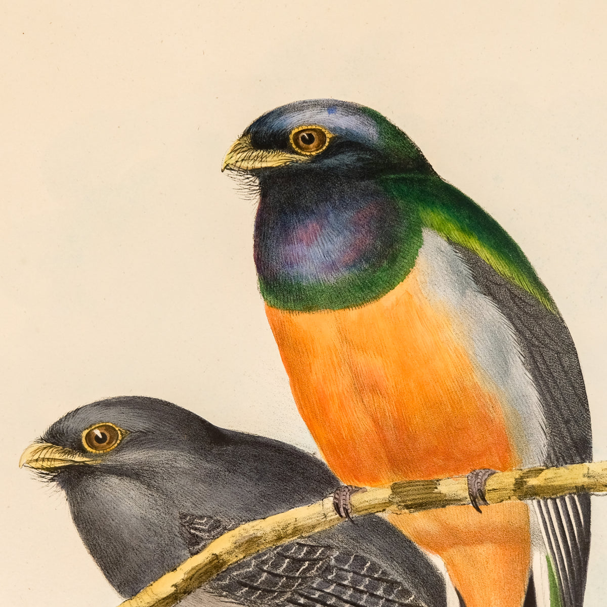 Trogon Aurantius, Spix