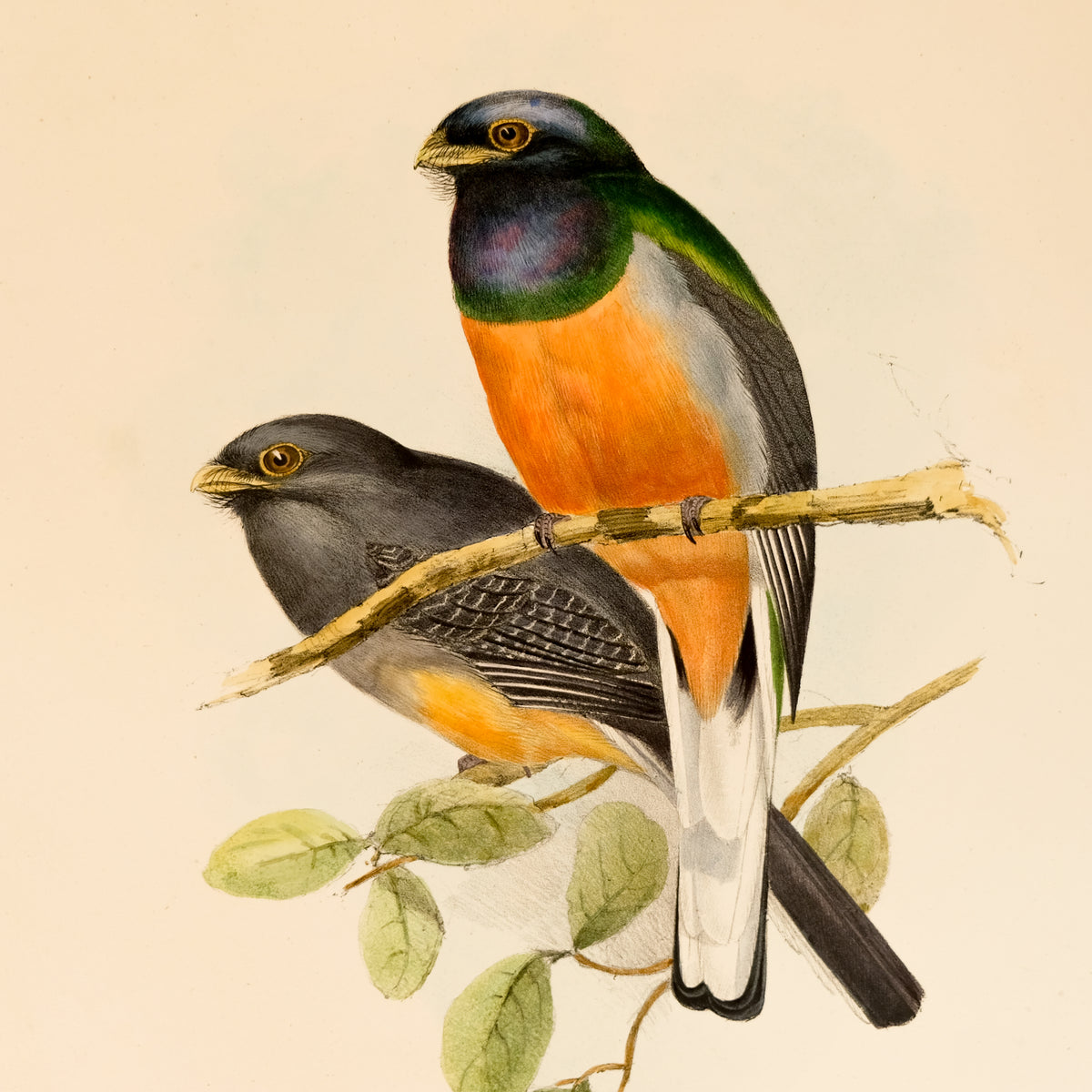 Trogon Aurantius, Spix