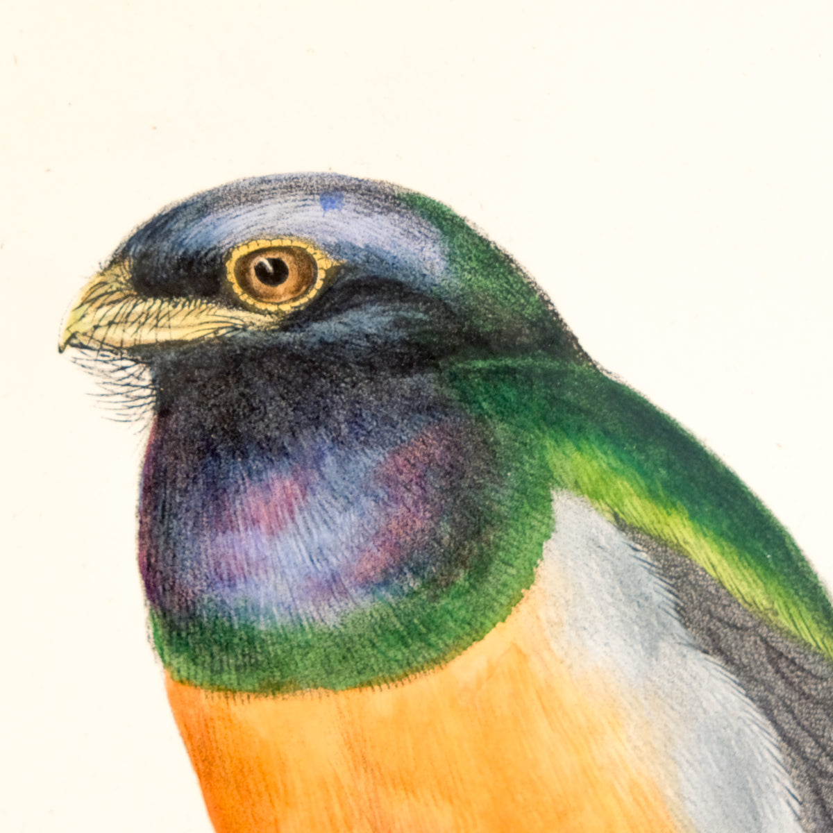 Trogon Aurantius, Spix