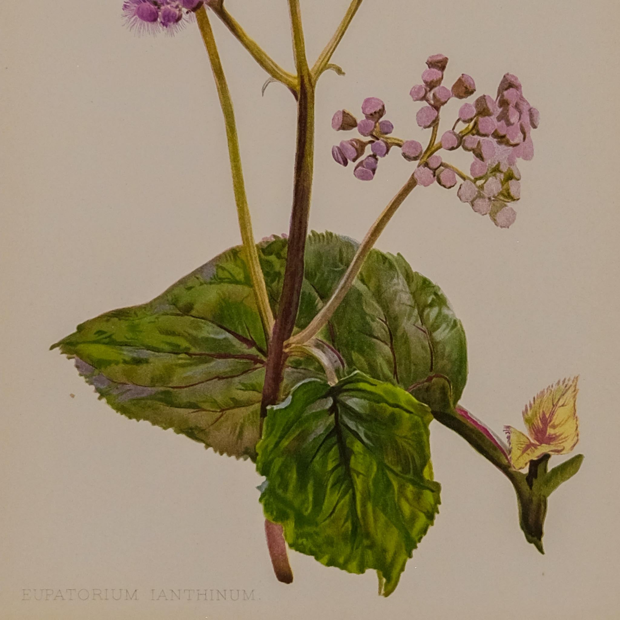 EUPATORIUM IANTHIUM, FROM: FLORA & SYLVA