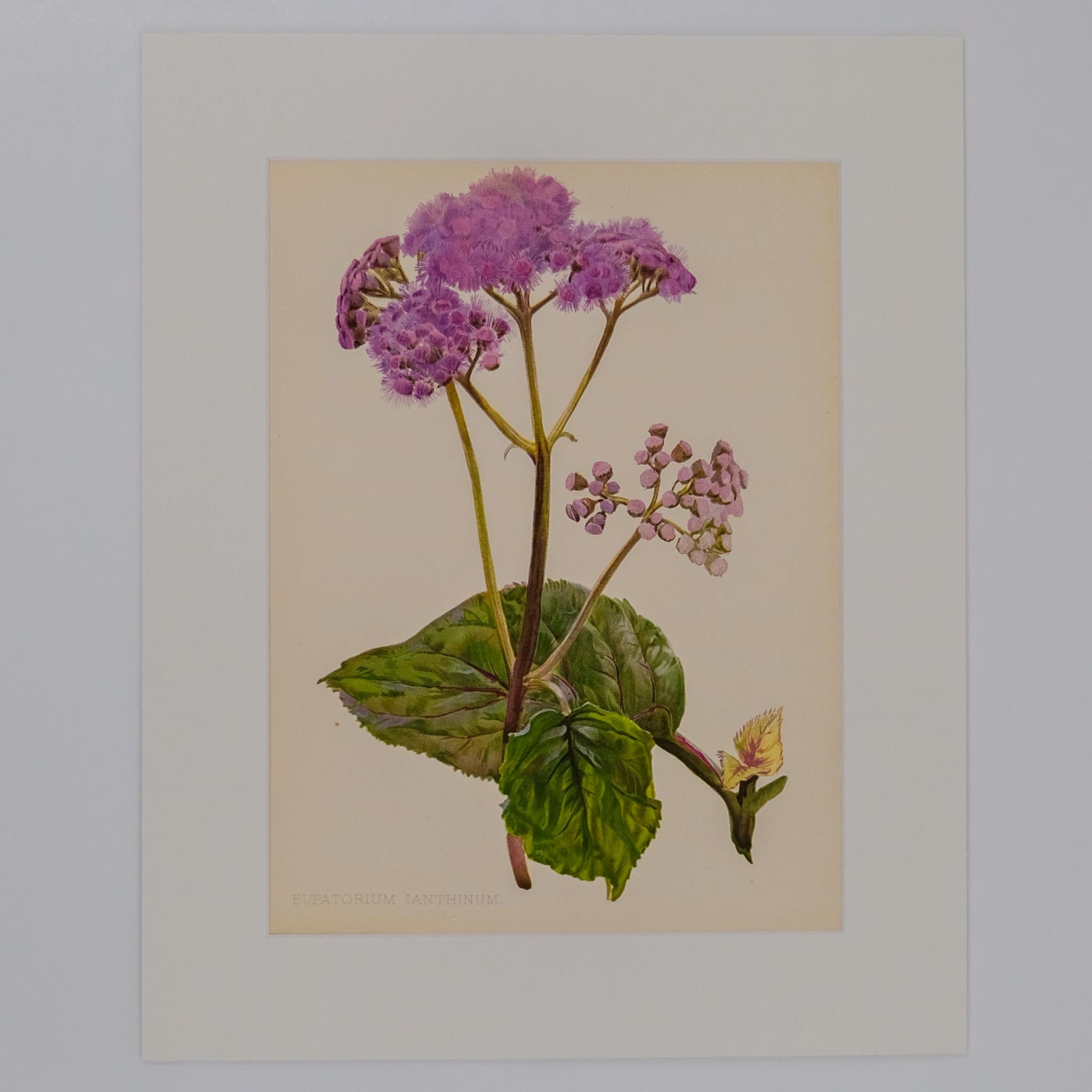 EUPATORIUM IANTHIUM, FROM: FLORA & SYLVA