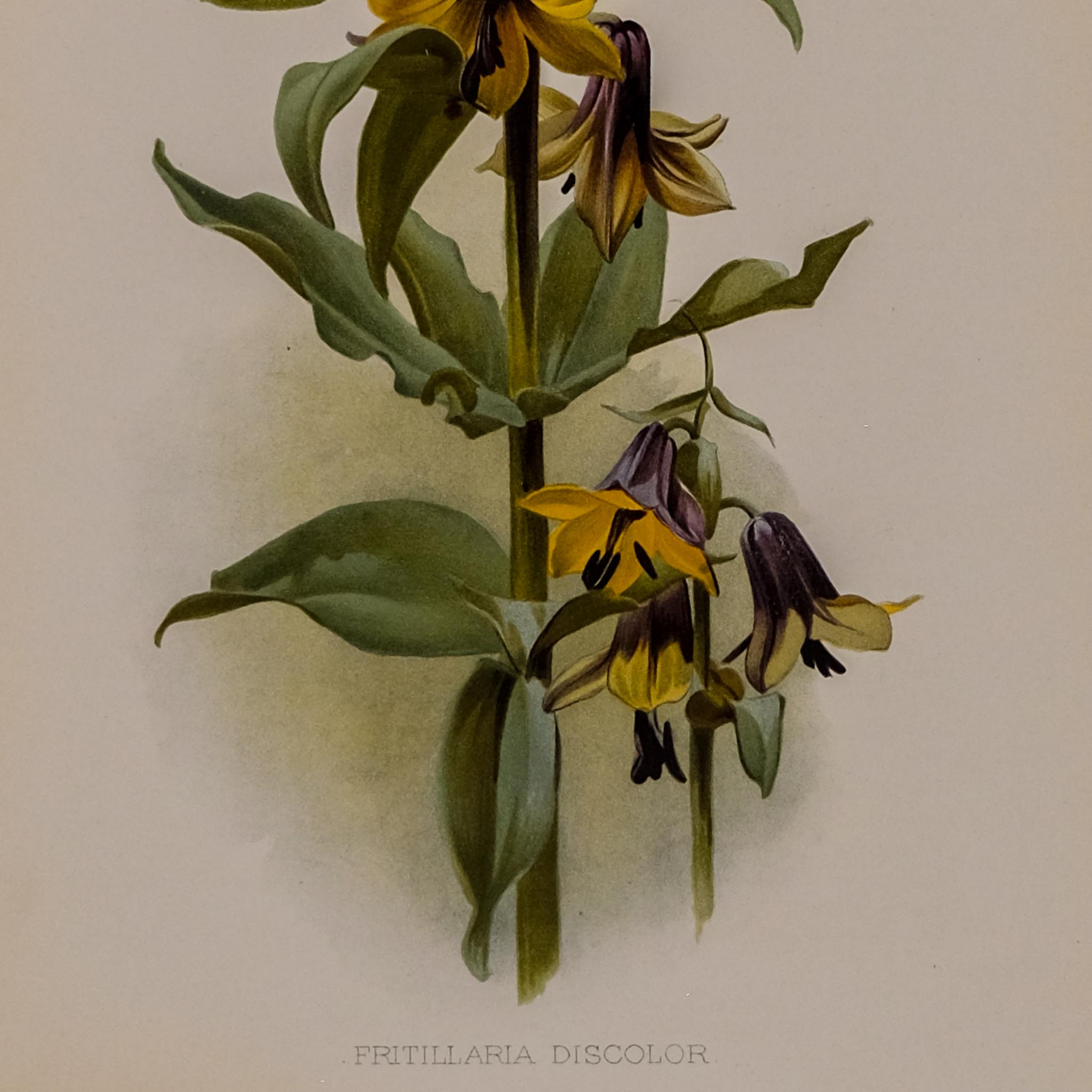 FRITILLARIA DISCOLOR, FROM: FLORA & SYLVA