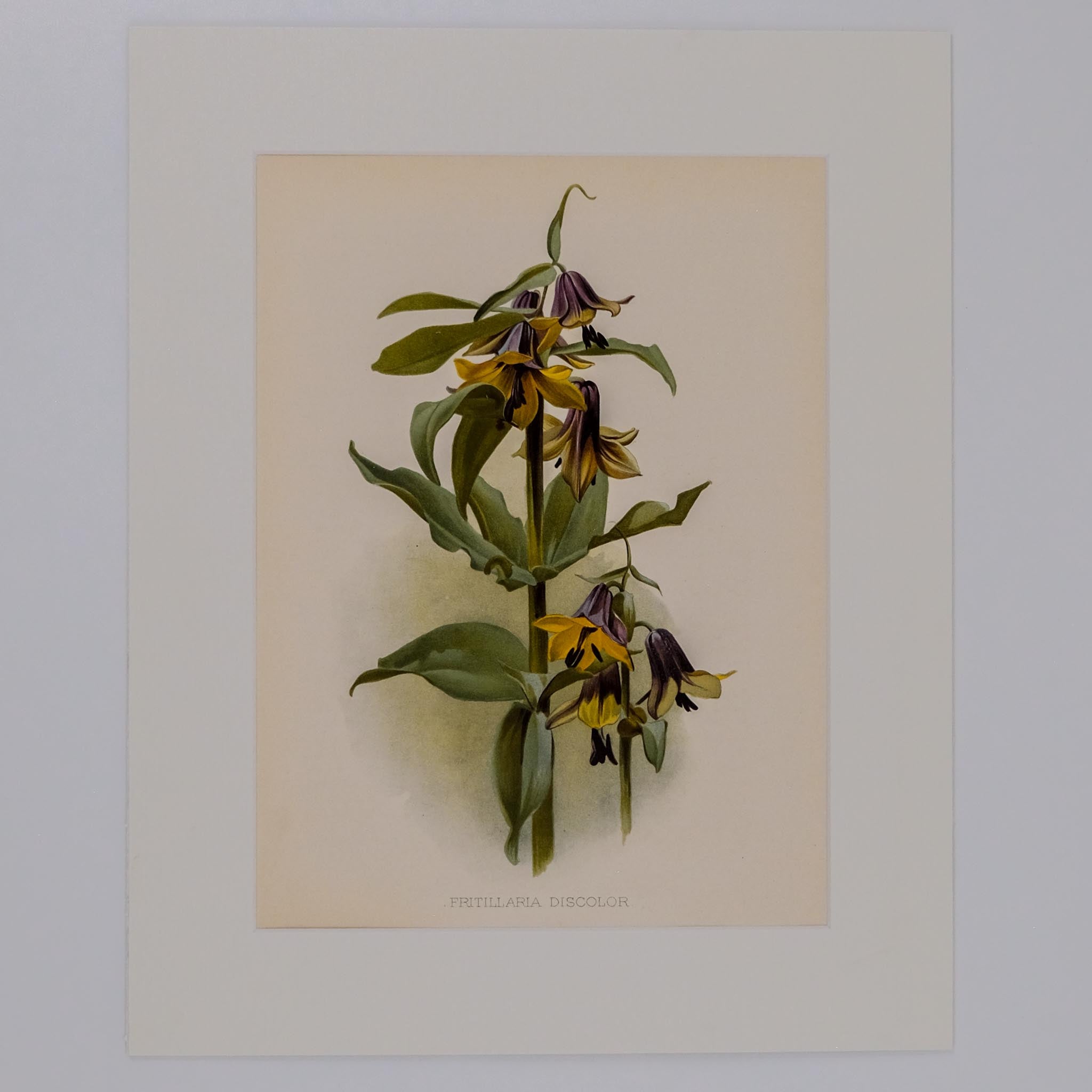 FRITILLARIA DISCOLOR, FROM: FLORA & SYLVA