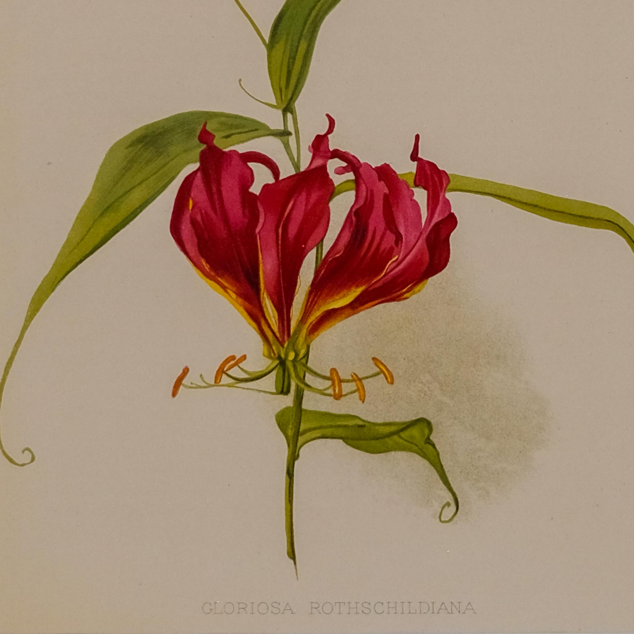 GLORIOSA ROTHSCHILDIANA, FROM: FLORA & SYLVA