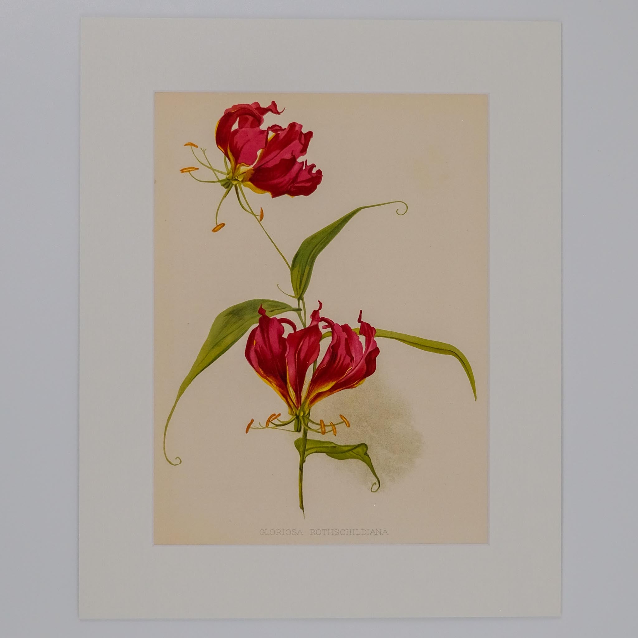 GLORIOSA ROTHSCHILDIANA, FROM: FLORA & SYLVA