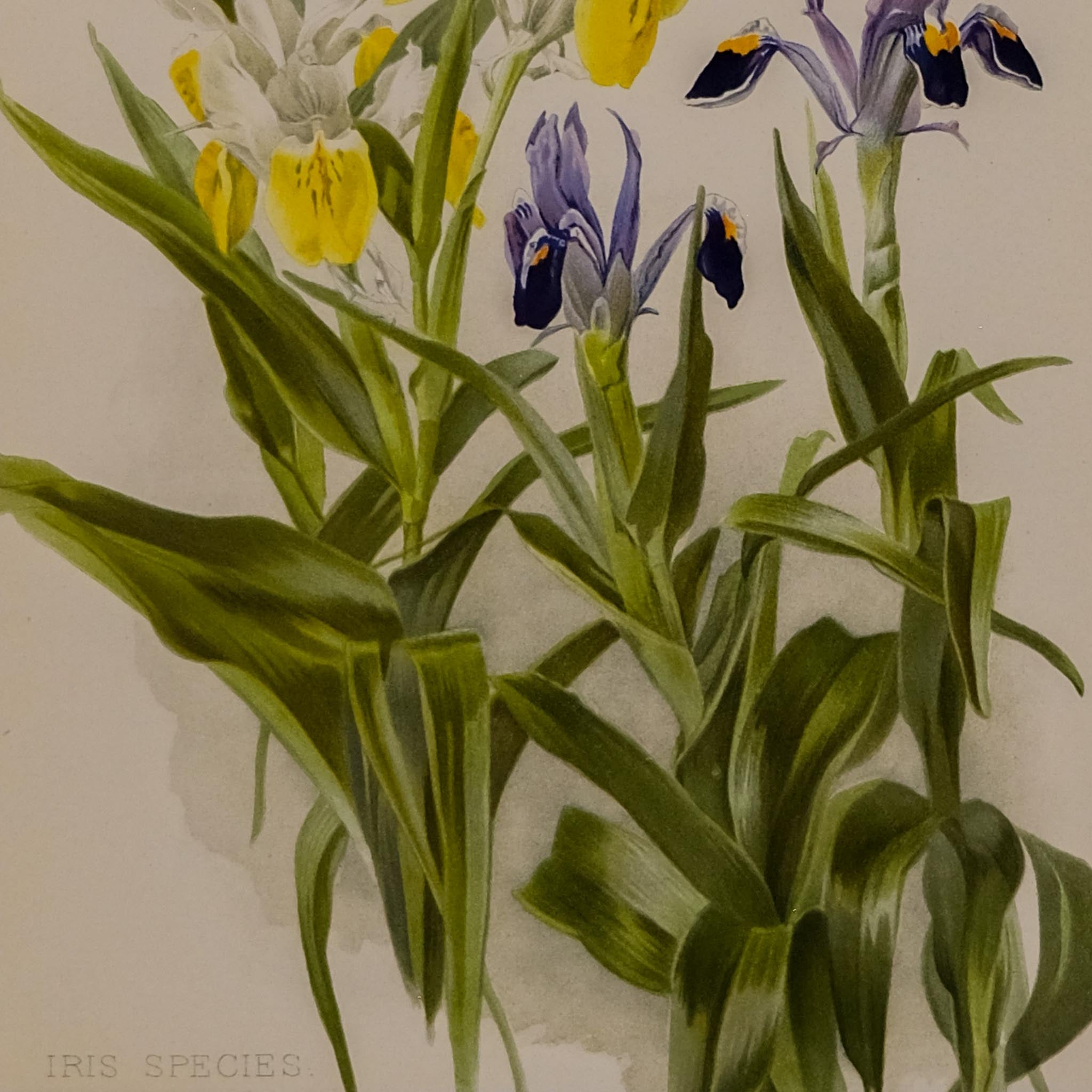 IRIS SPECIES, FROM: FLORA & SYLVA