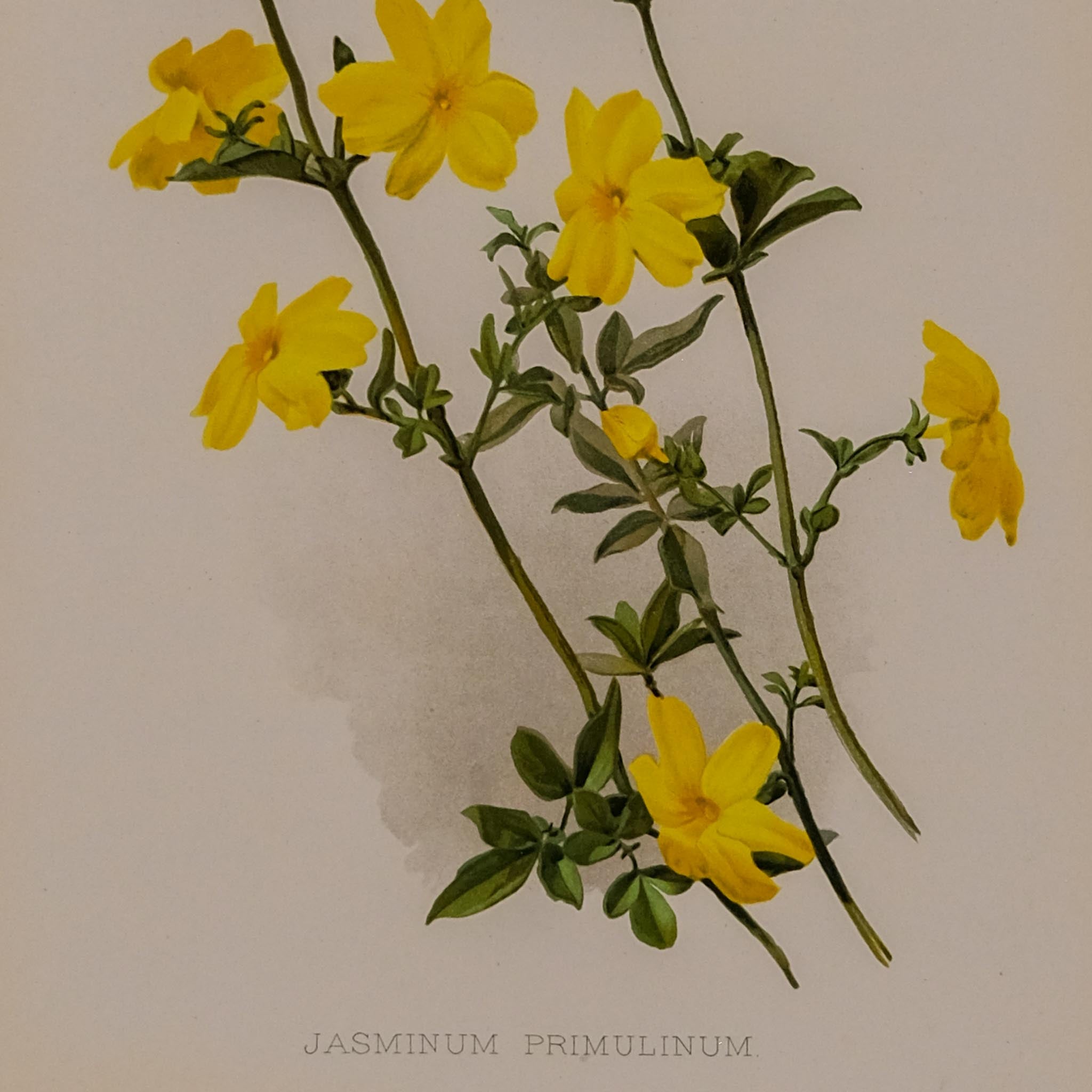 JASMINUM PRIMULINUM, FROM: FLORA & SYLVA