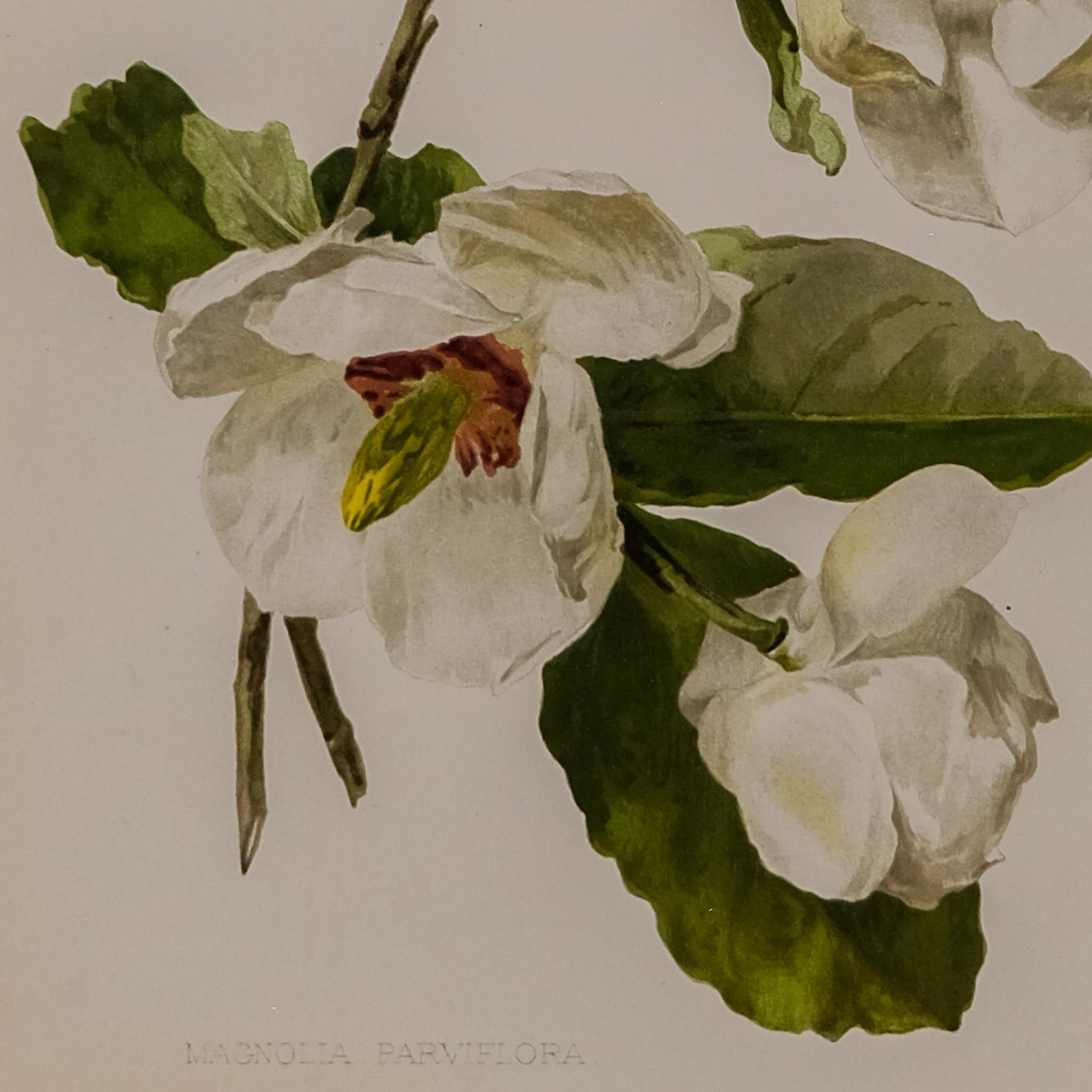 MAGNOLIA PARVIFLORA, FROM: FLORA & SYLVA