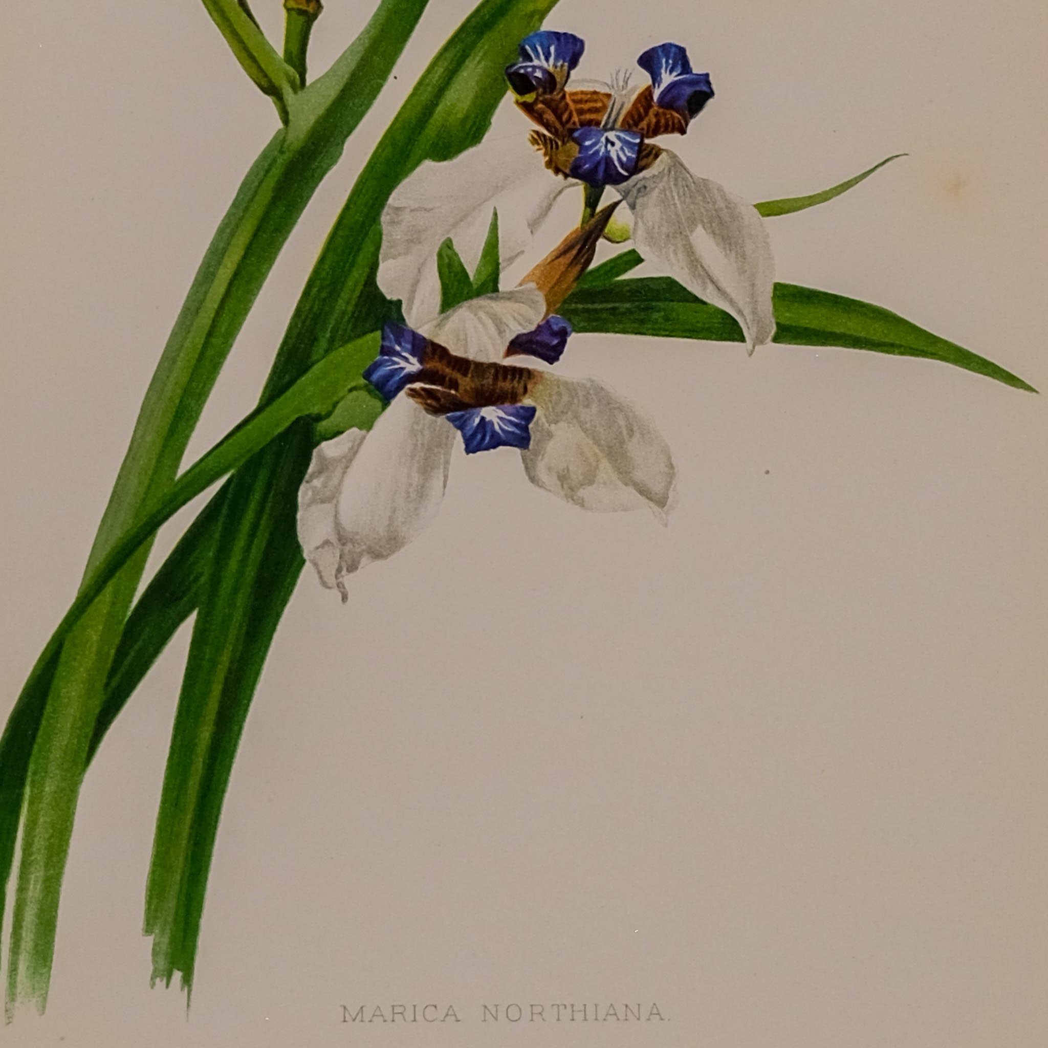 MARCIA NORTHIANA, FROM: FLORA & SYLVA