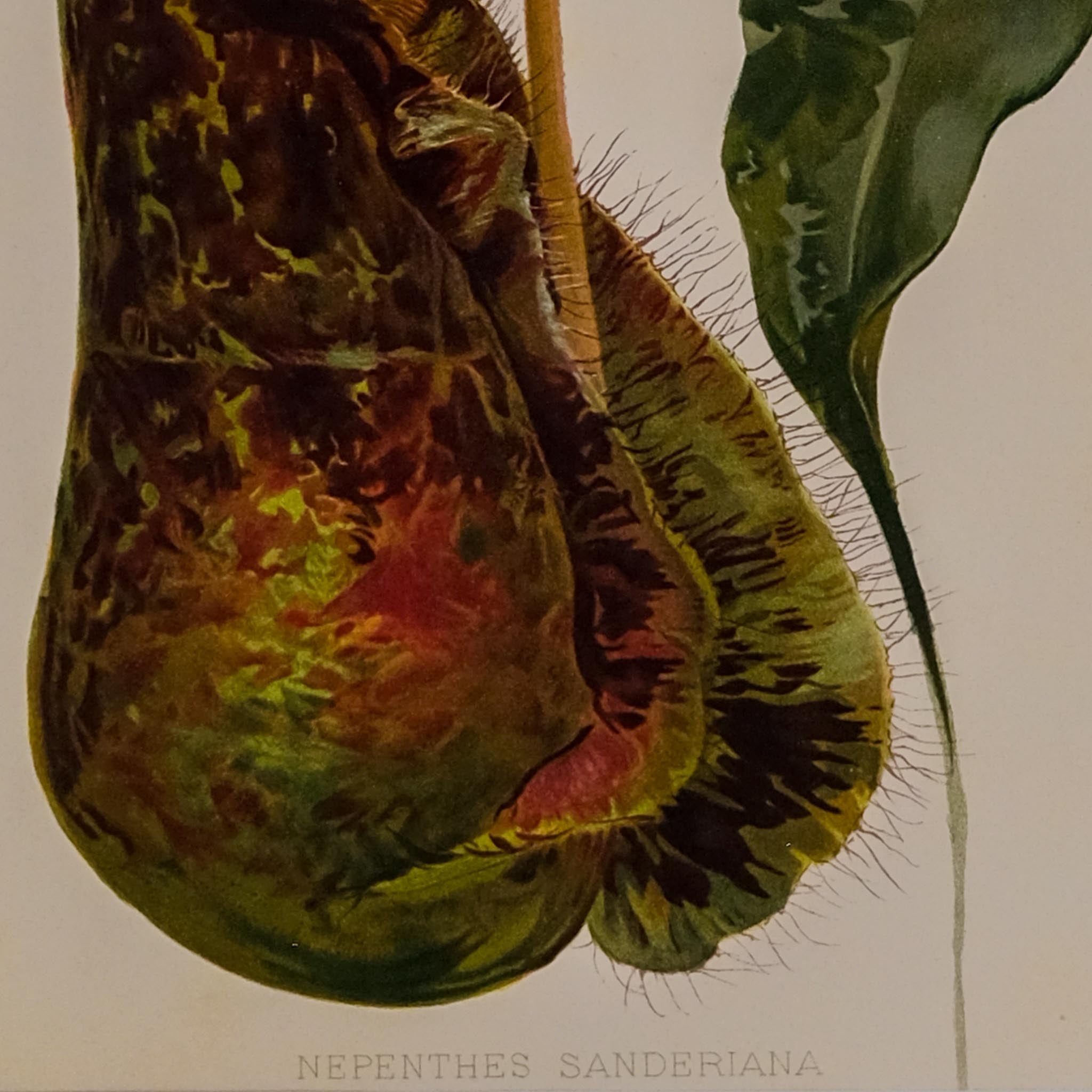 NEPENTHES SANDERIANA, FROM: FLORA & SYLVA