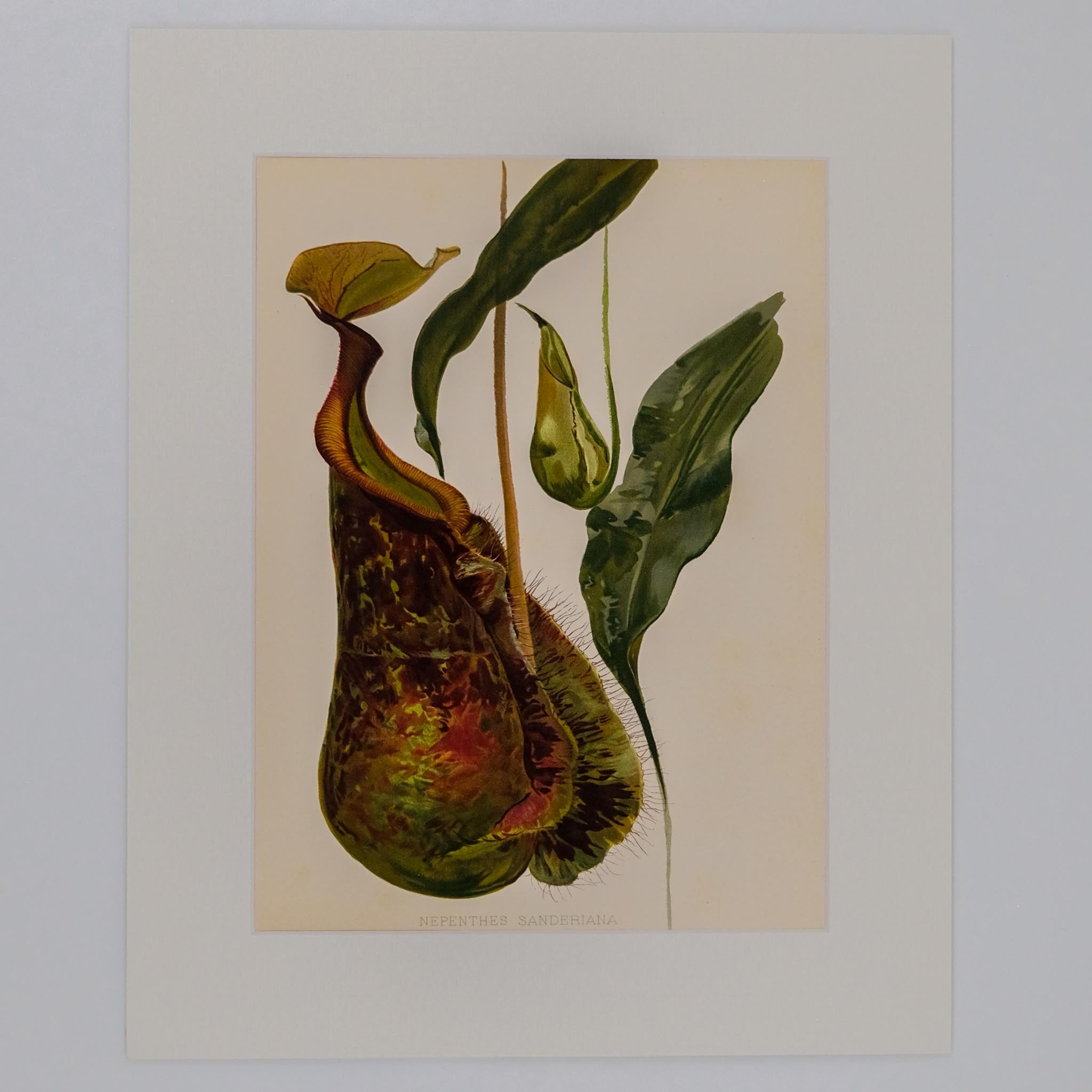 NEPENTHES SANDERIANA, FROM: FLORA & SYLVA