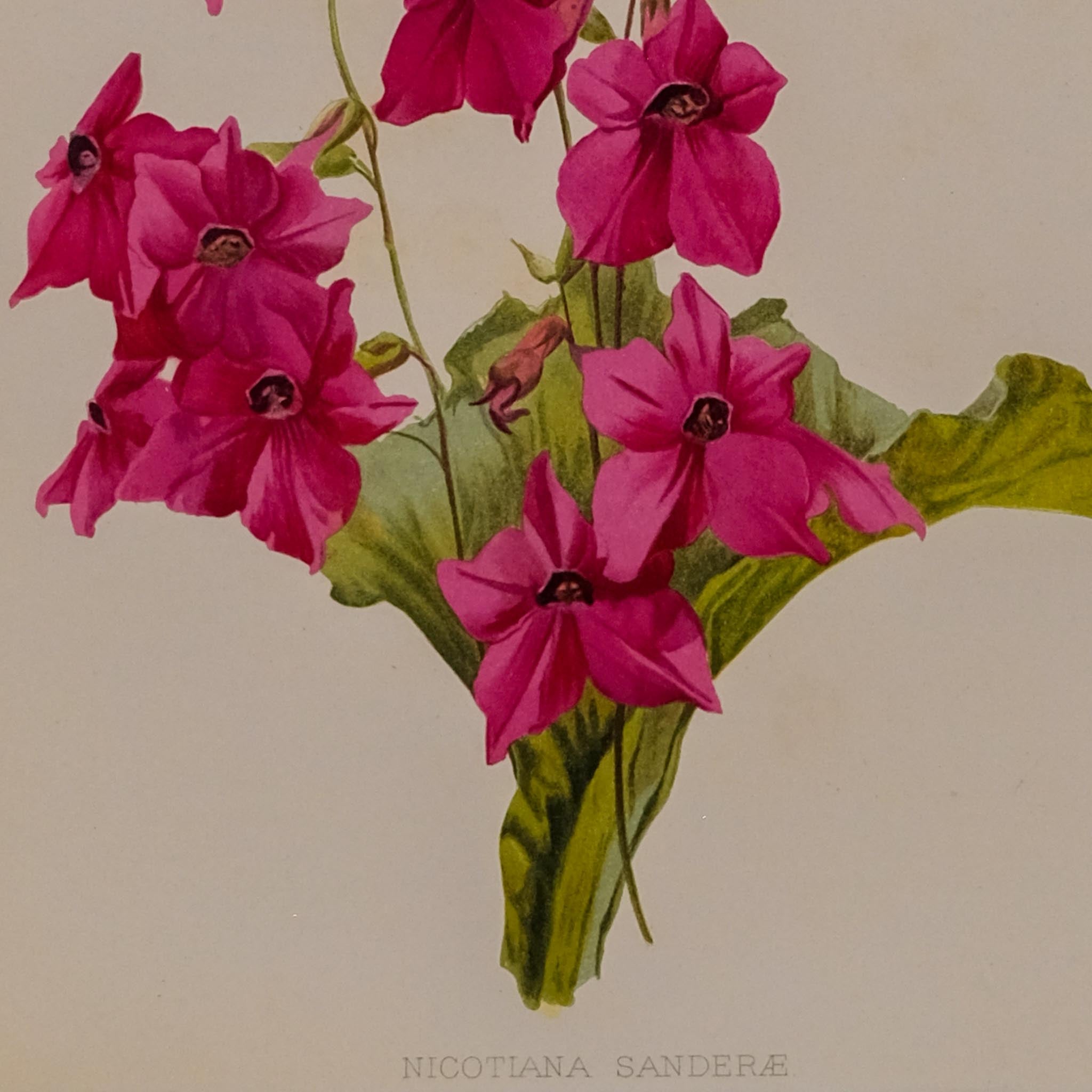 NICOTIANA SANDERAE, FROM: FLORA & SYLVA