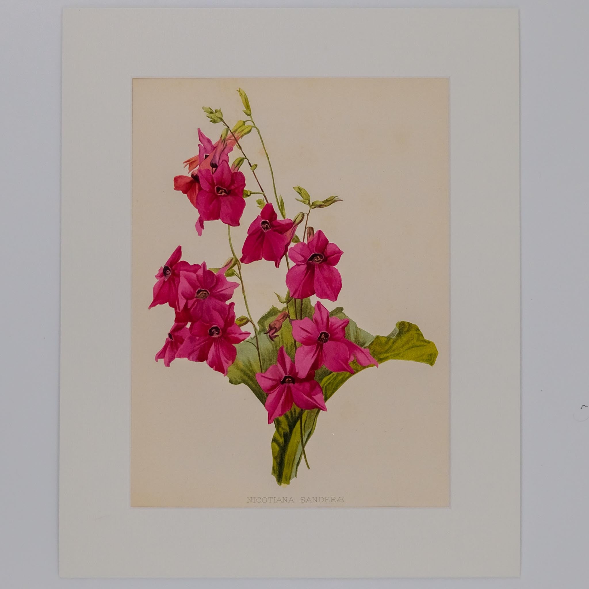 NICOTIANA SANDERAE, FROM: FLORA & SYLVA