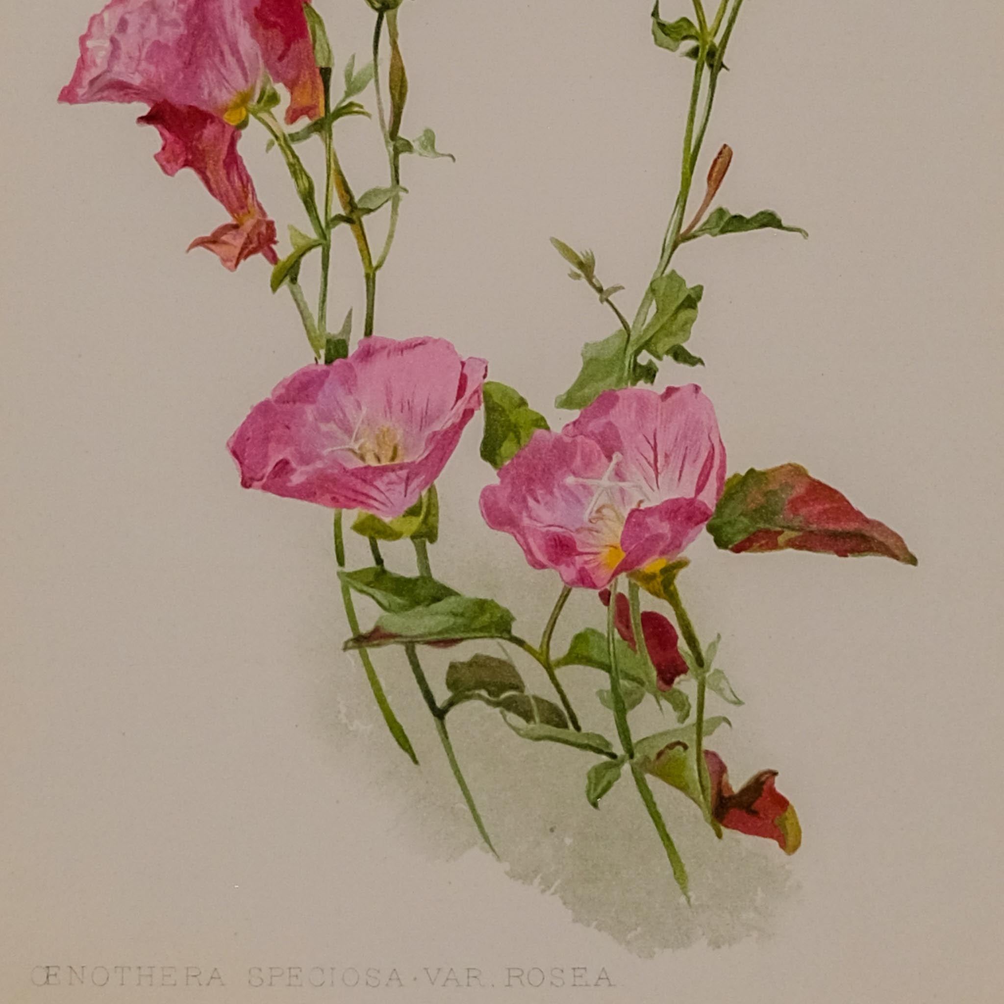 OENOTHERA SPECIOSA VAR ROSEA, FROM: FLORA & SYLVA