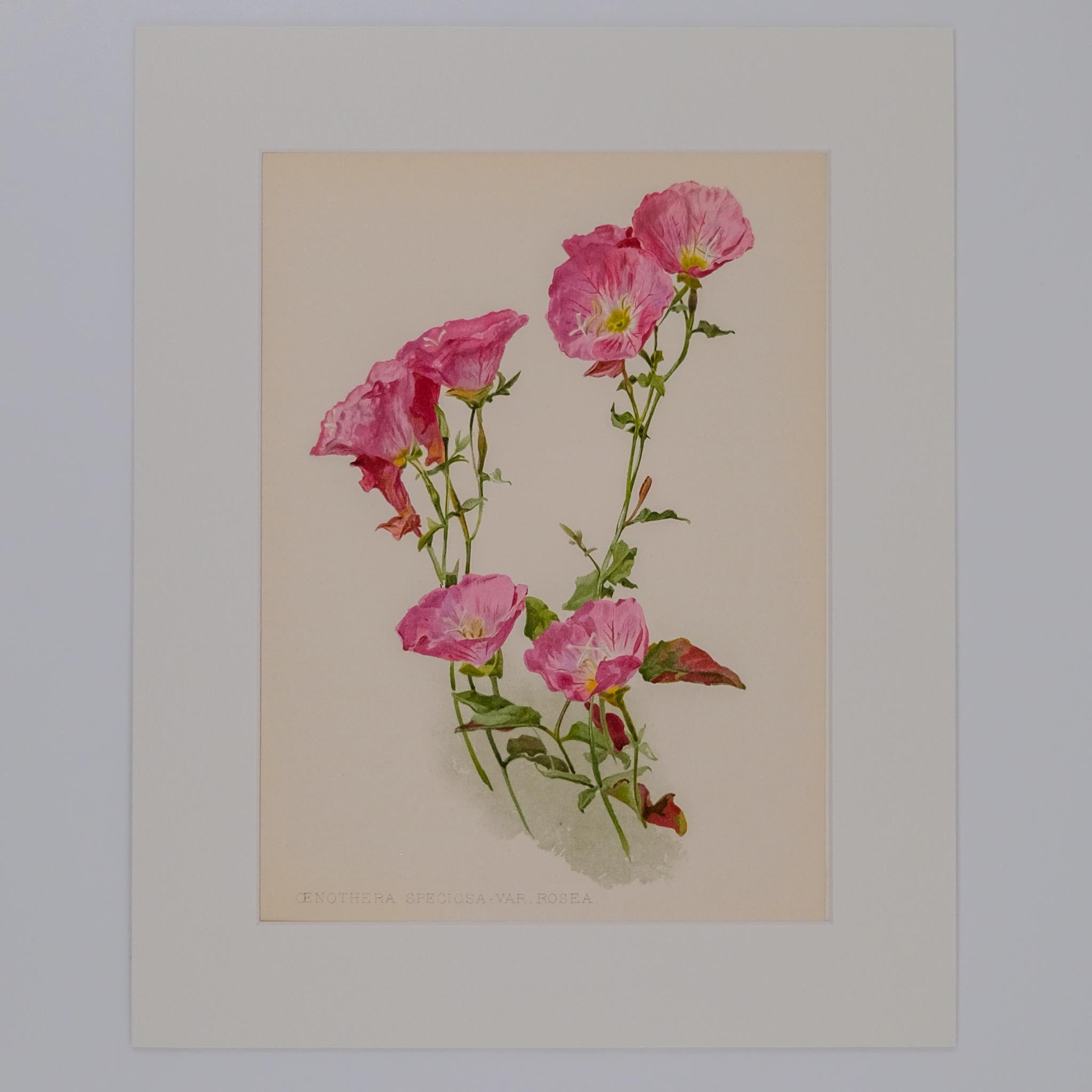OENOTHERA SPECIOSA VAR ROSEA, FROM: FLORA & SYLVA