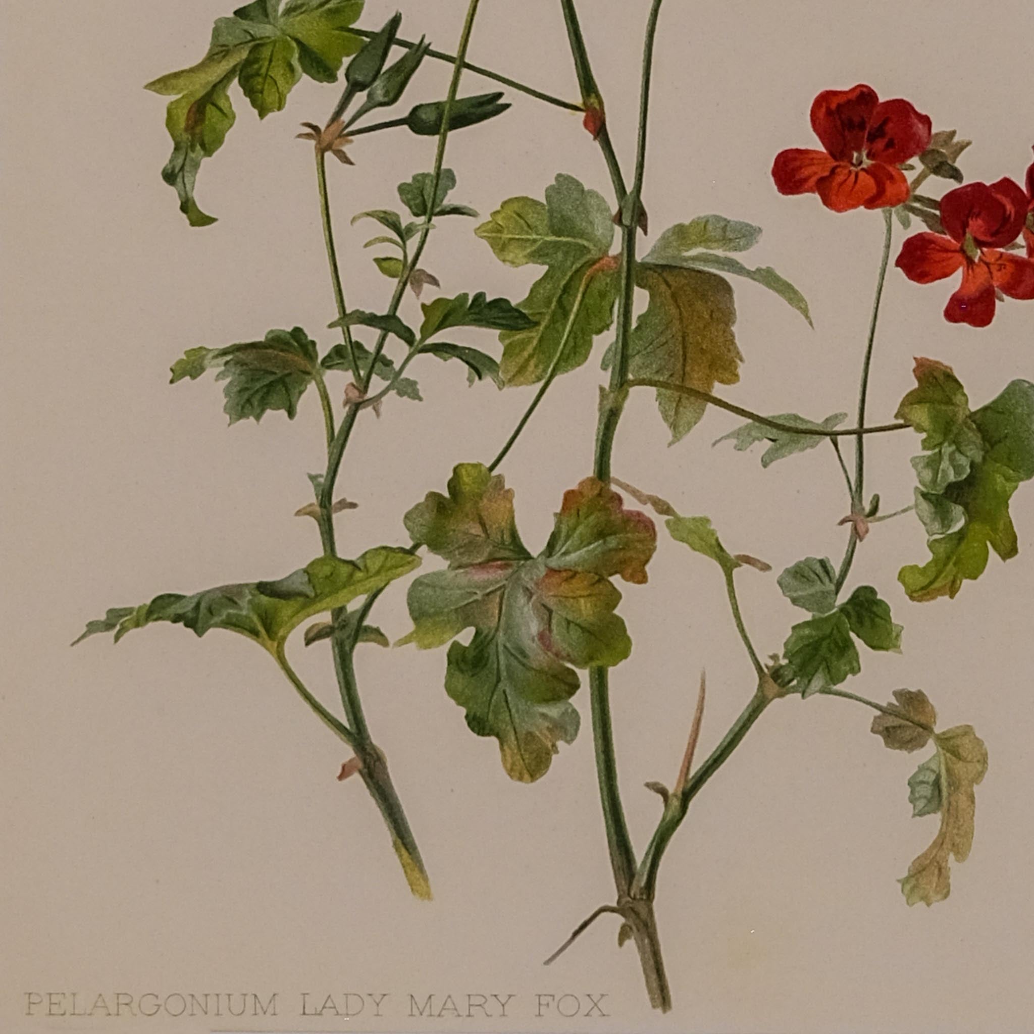 PELARGONIUM LADY MARY FOX, FROM: FLORA & SYLVA