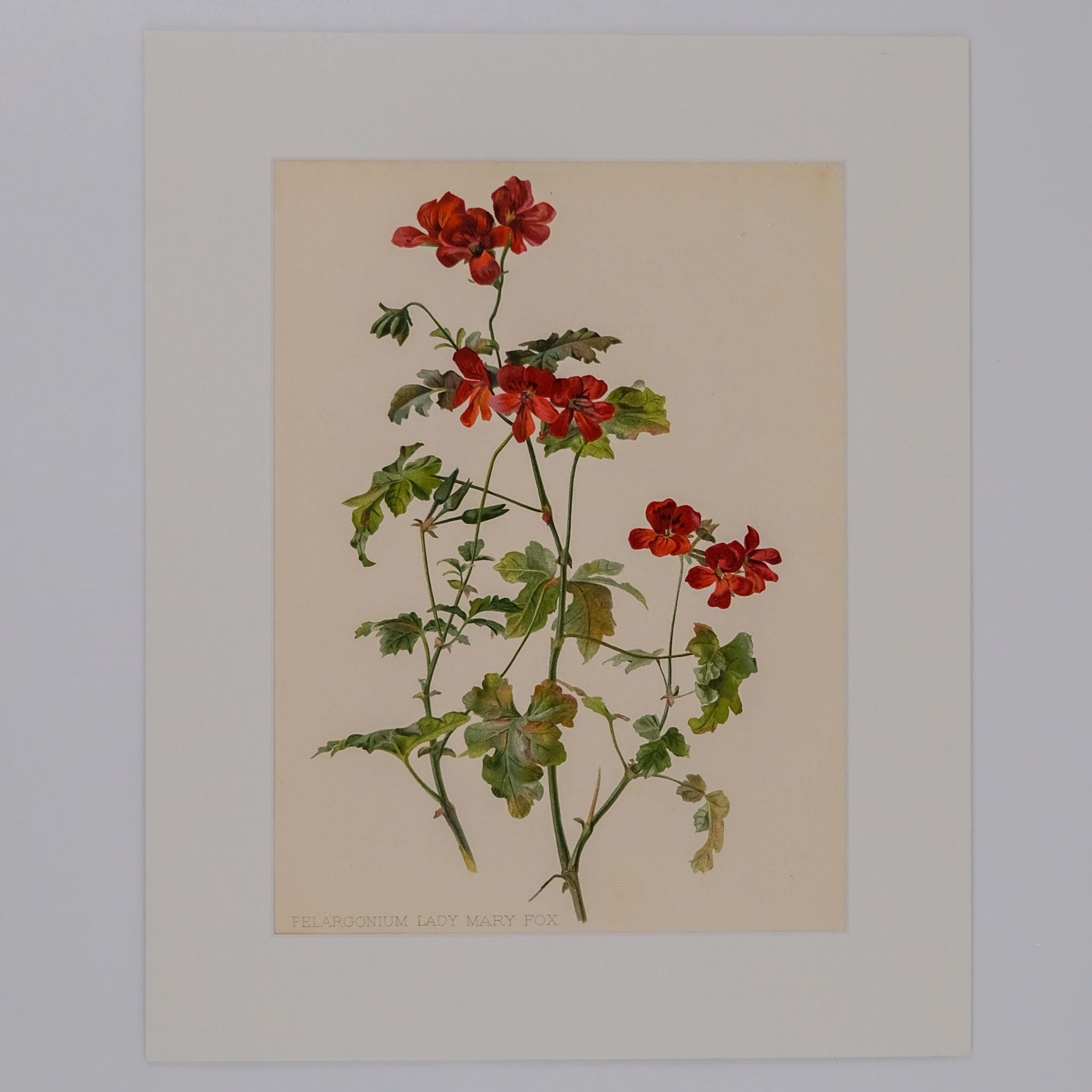 PELARGONIUM LADY MARY FOX, FROM: FLORA & SYLVA