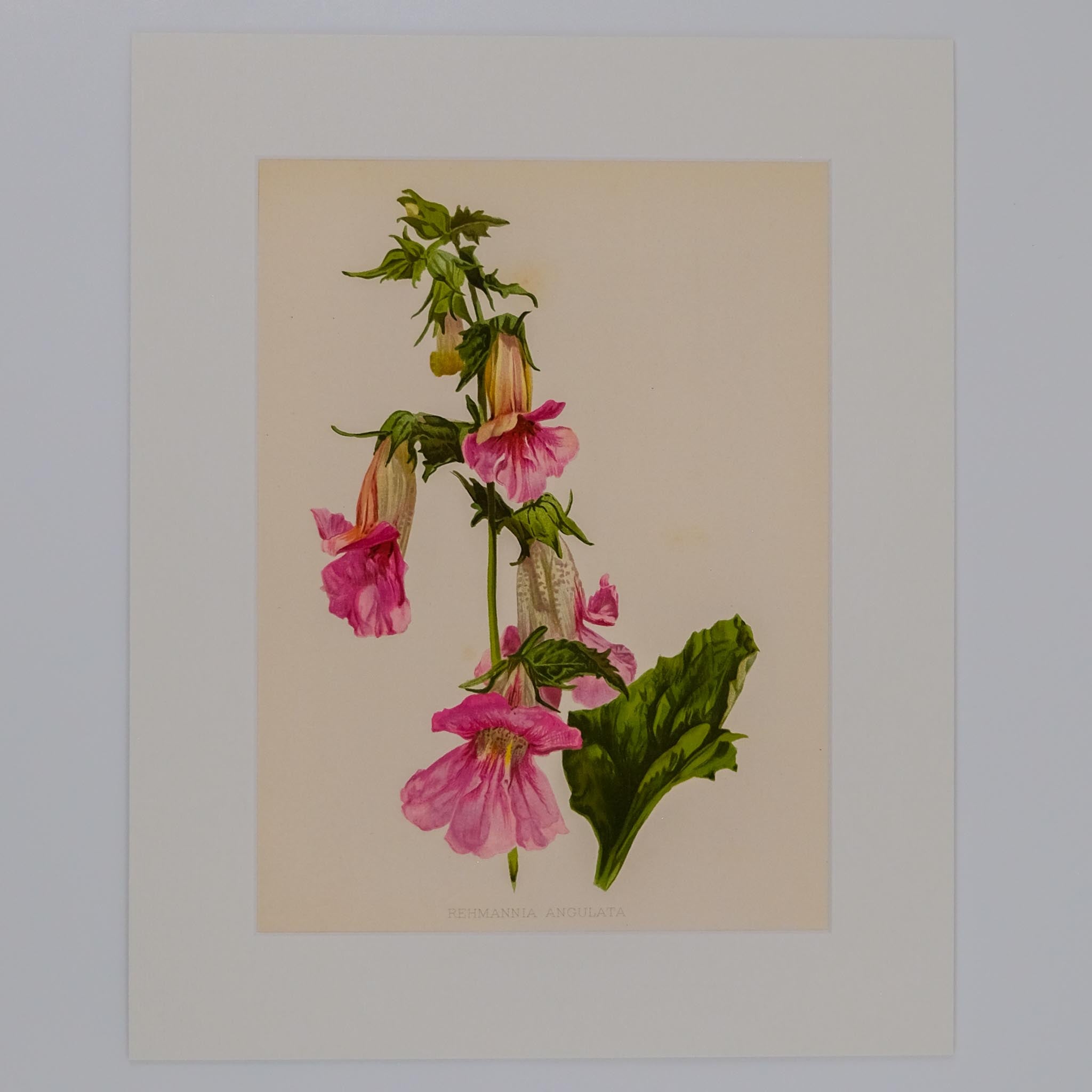 REHMANNIA ANGULATA, FROM: FLORA & SYLVA